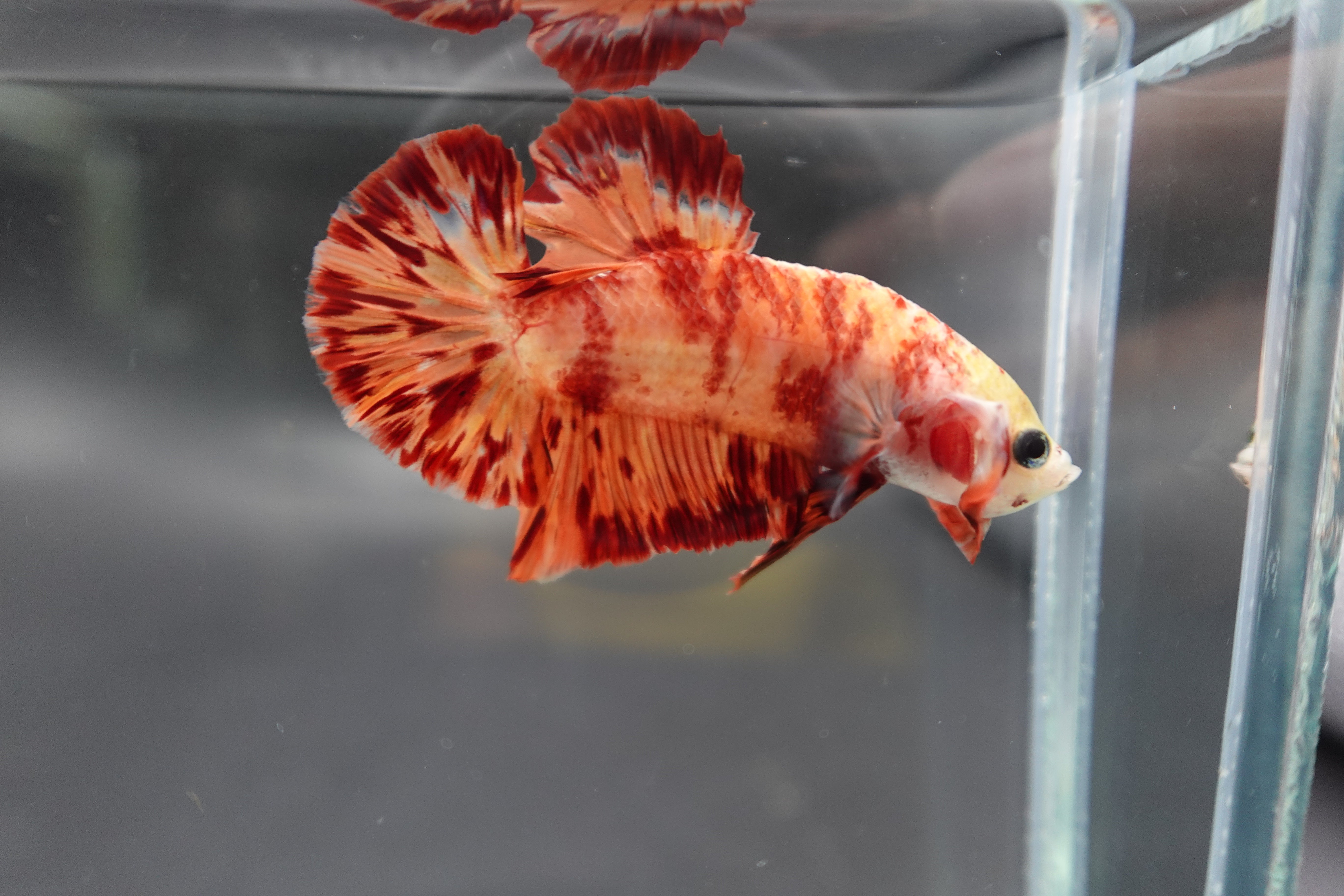 Rare Koi Multicolors Betta Fish