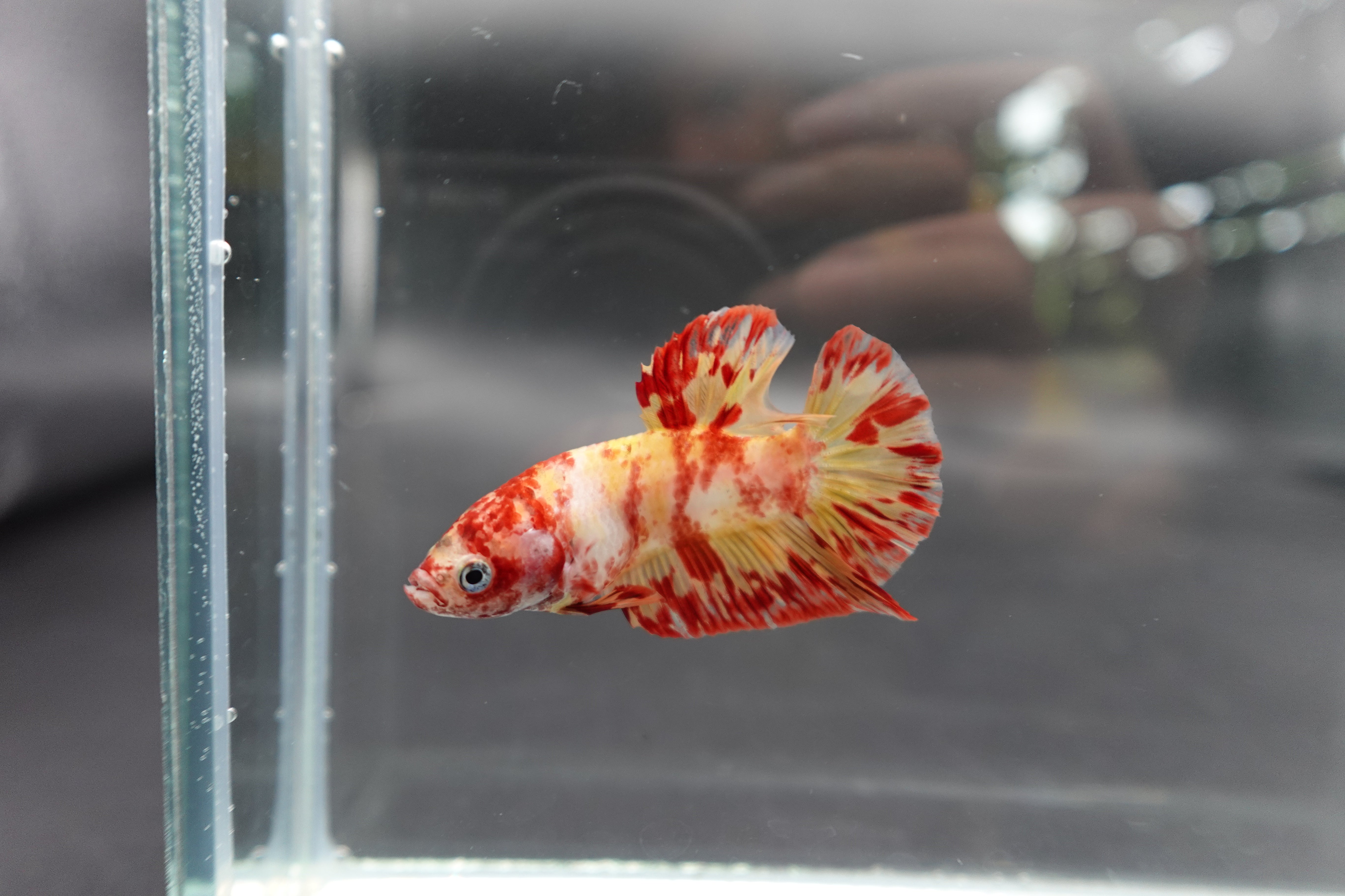 Rare Koi Multicolors Betta Fish