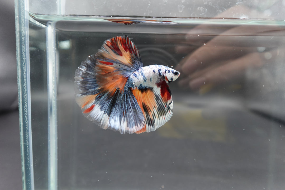 Competition Halfmoon Multicolors Betta Fish