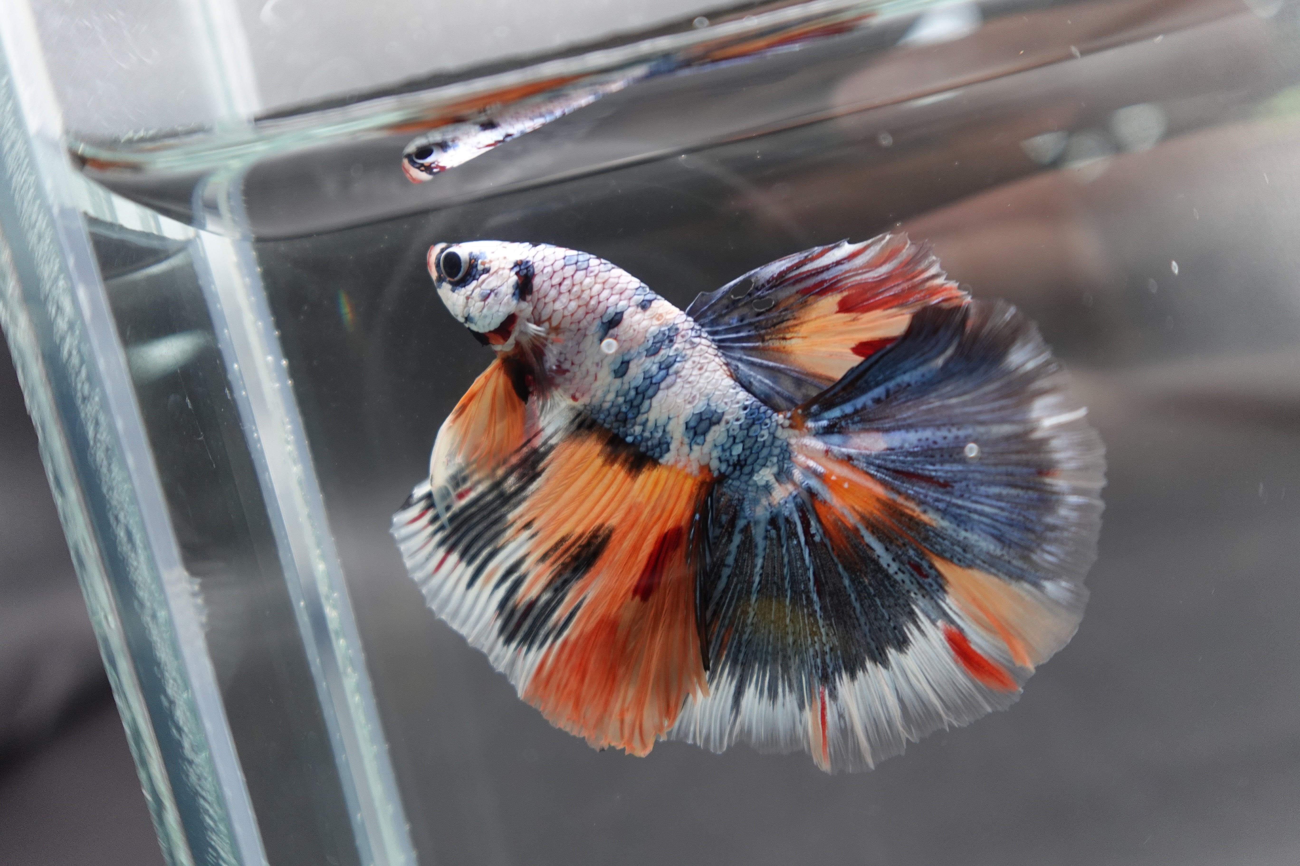 Competition Halfmoon Multicolors Betta Fish