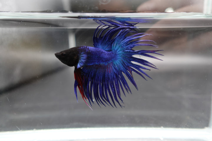 Crowntail Blue Betta Fish 