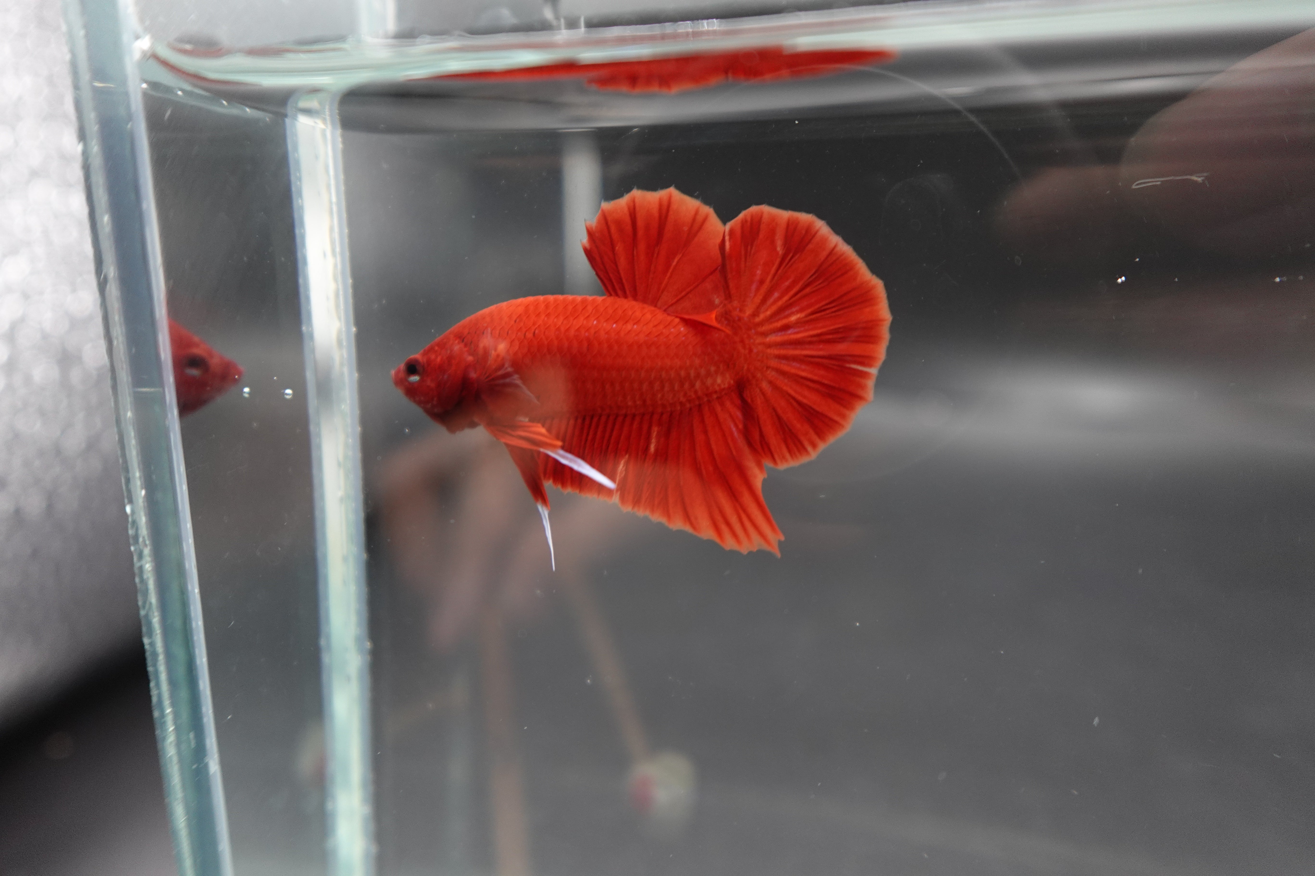 Scarlet Red Betta Fish