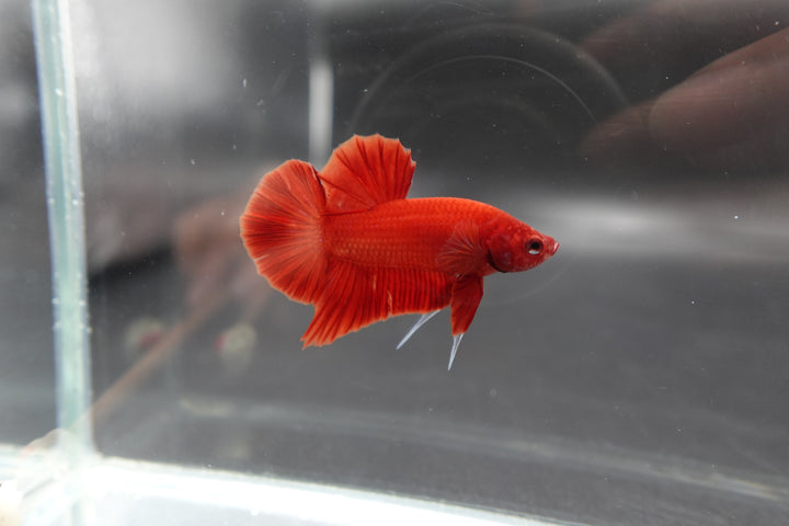 Scarlet Red Betta Fish