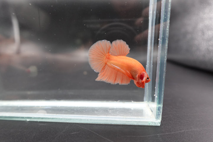 Marmalade Orange Betta Fish