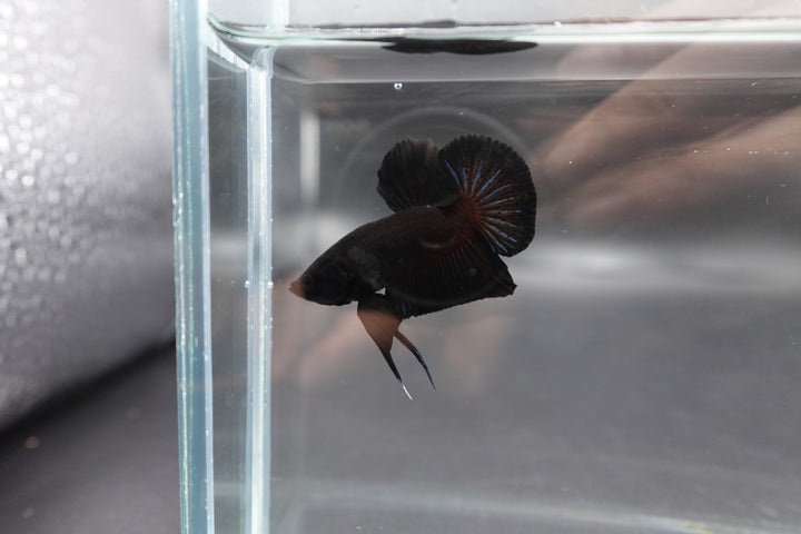 Black Betta Fish