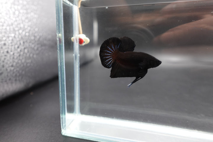 Black Betta Fish