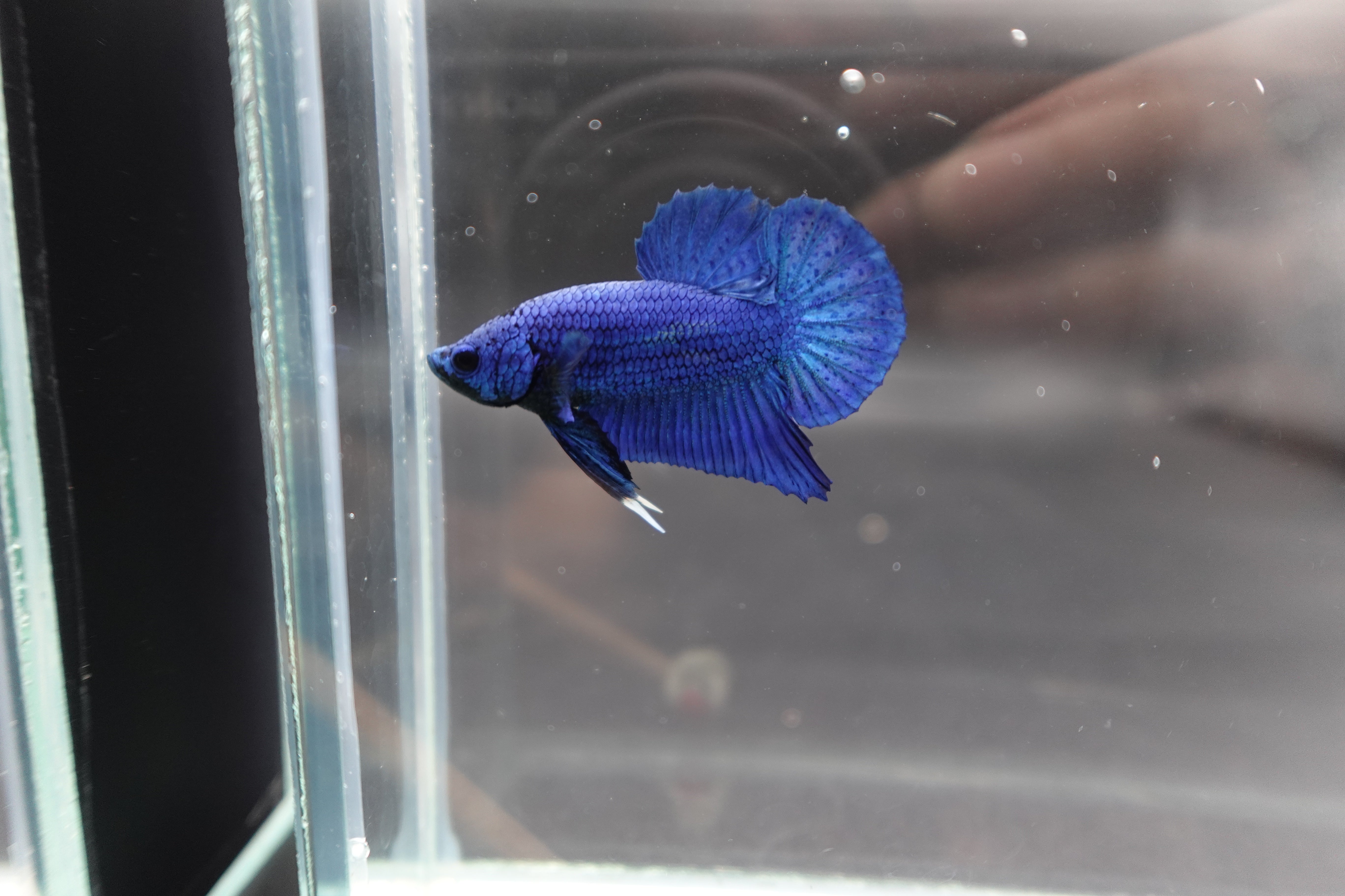 Navy Blue Betta Fish