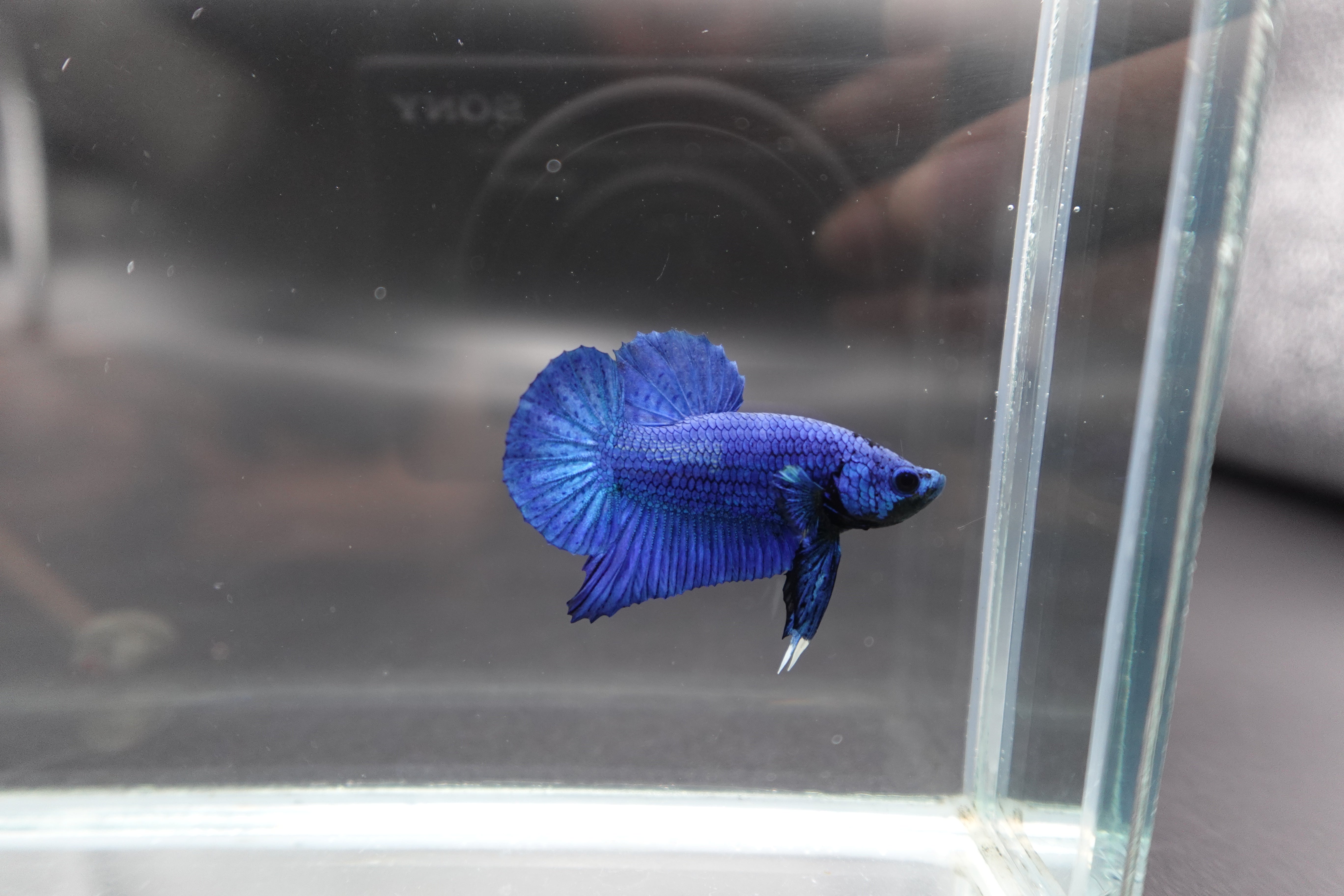 Navy Blue Betta Fish