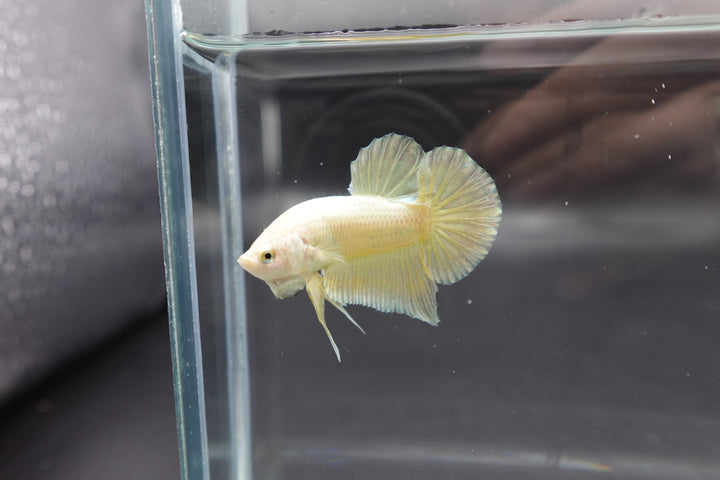 Gold Betta Fish