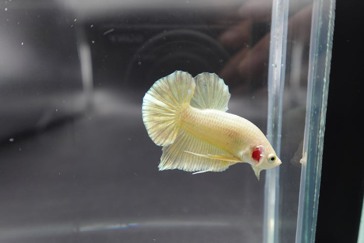 Gold Betta Fish