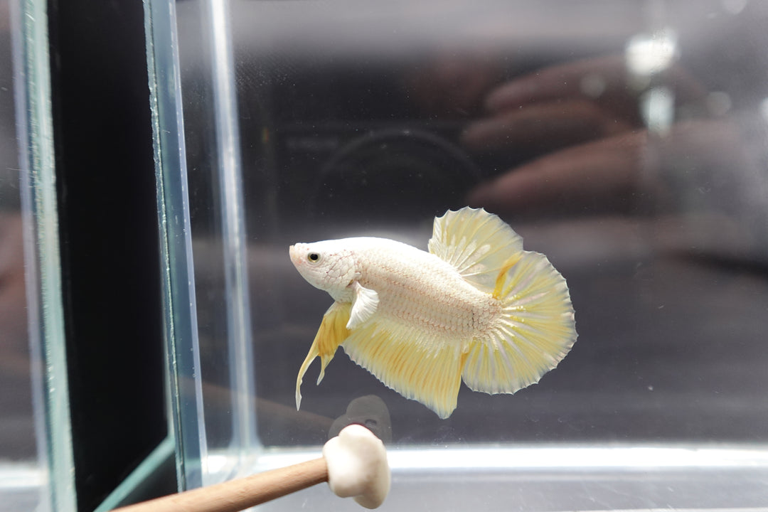 Yellow Dragon Scale Betta Fish