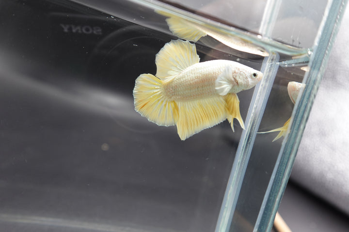 Yellow Dragon Scale Betta Fish