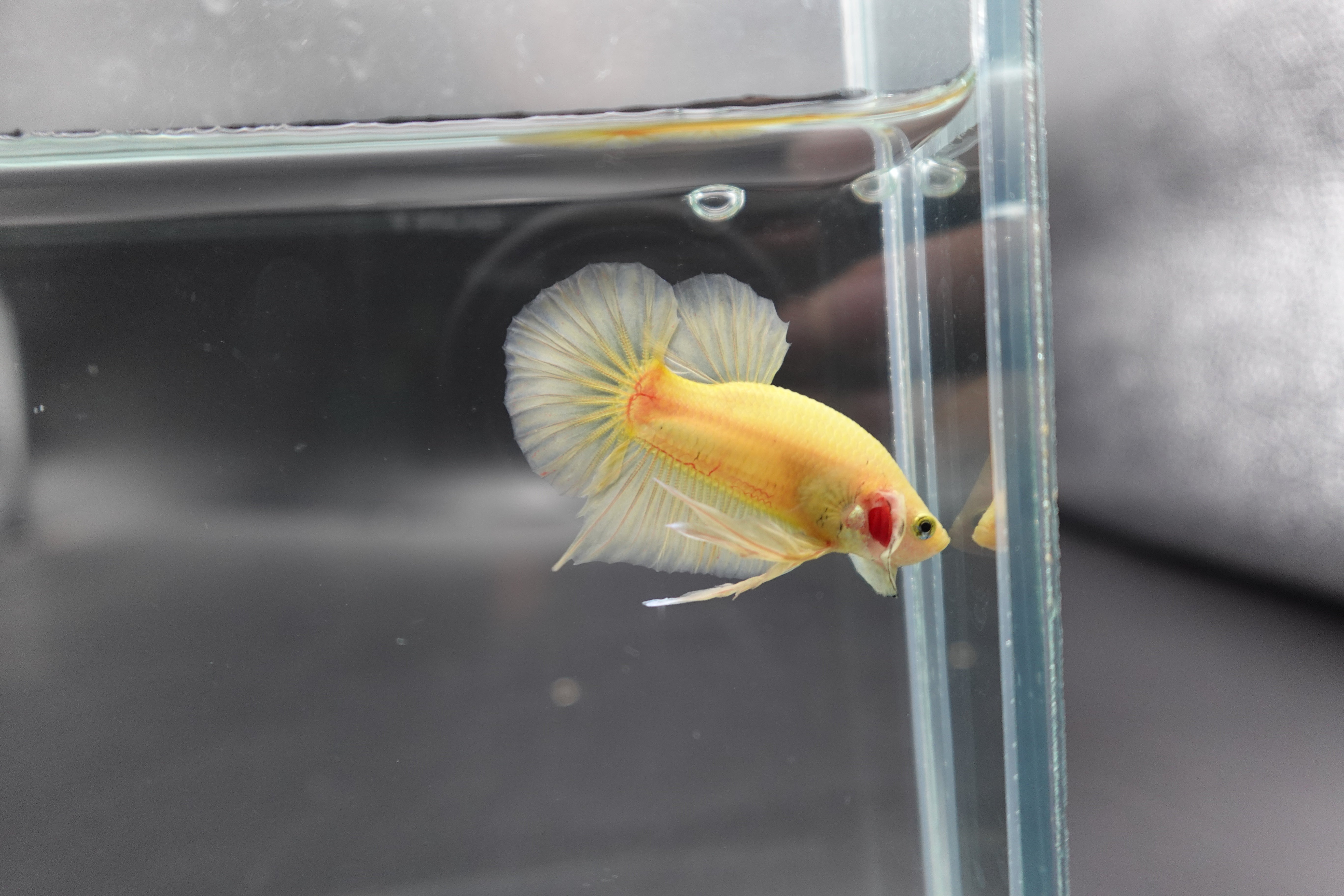 Vivid Yellow Betta Fish