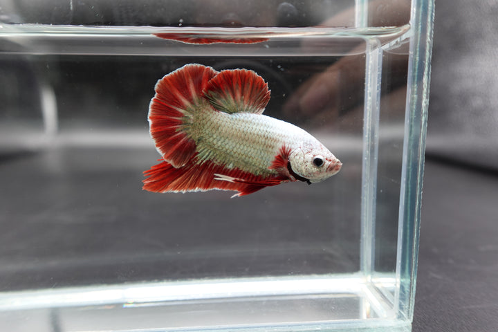 Rare Giant Copper Red Fin Betta Fish