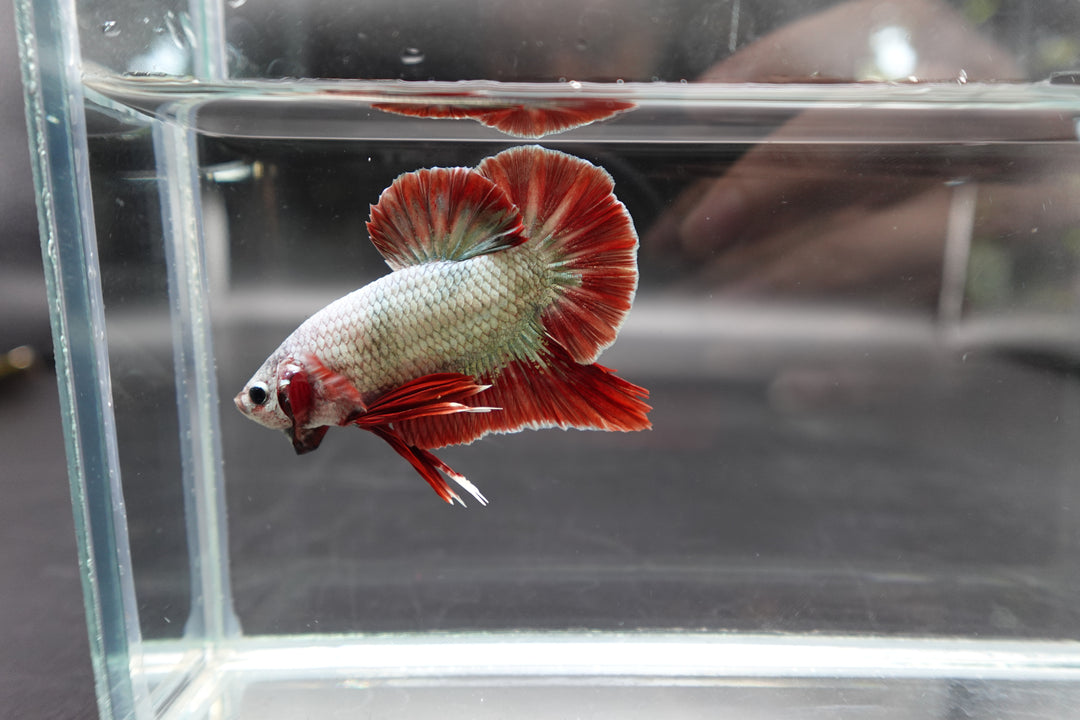 Rare Giant Copper Red Fin Betta Fish