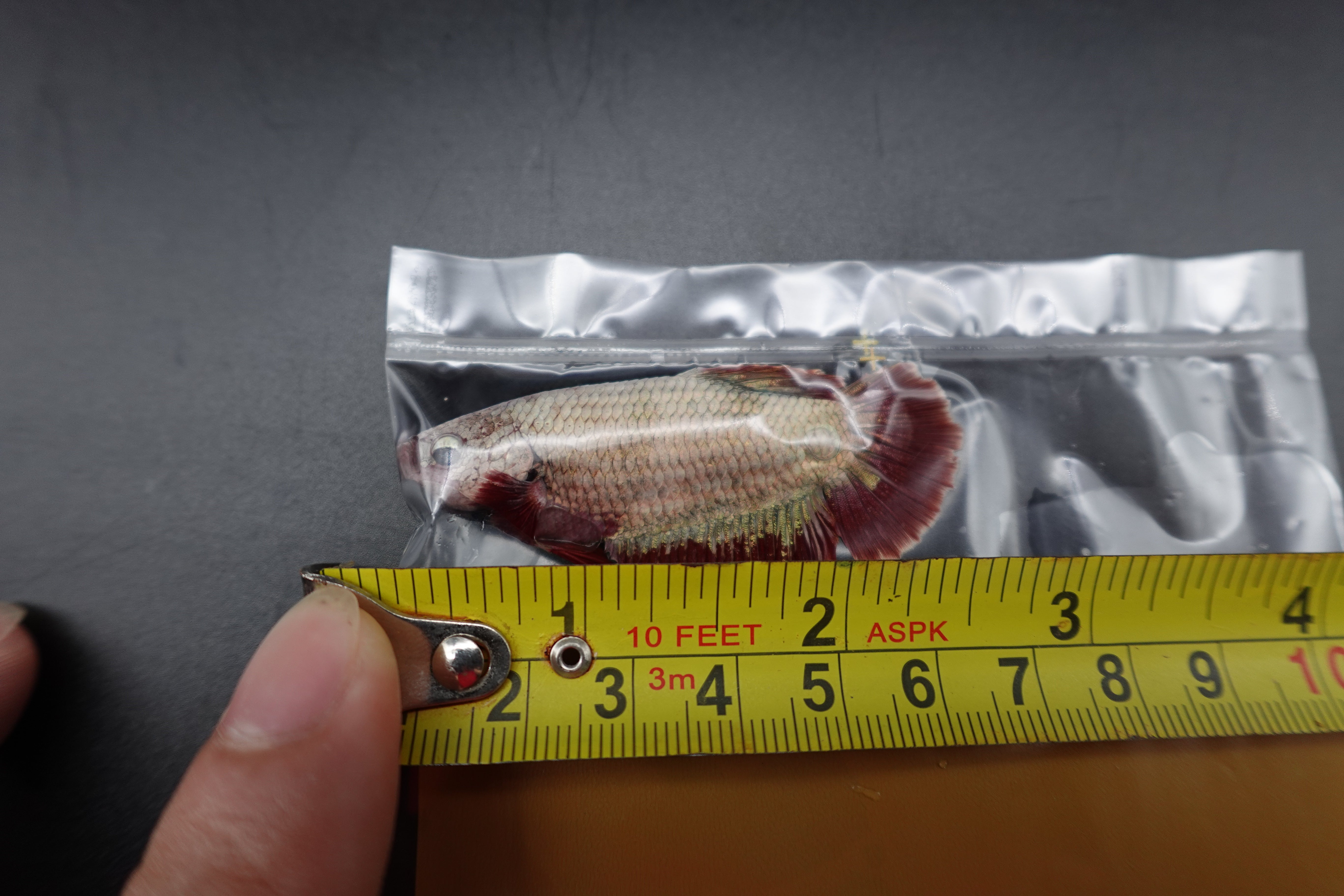 Rare Giant Copper Red Fin Betta Fish