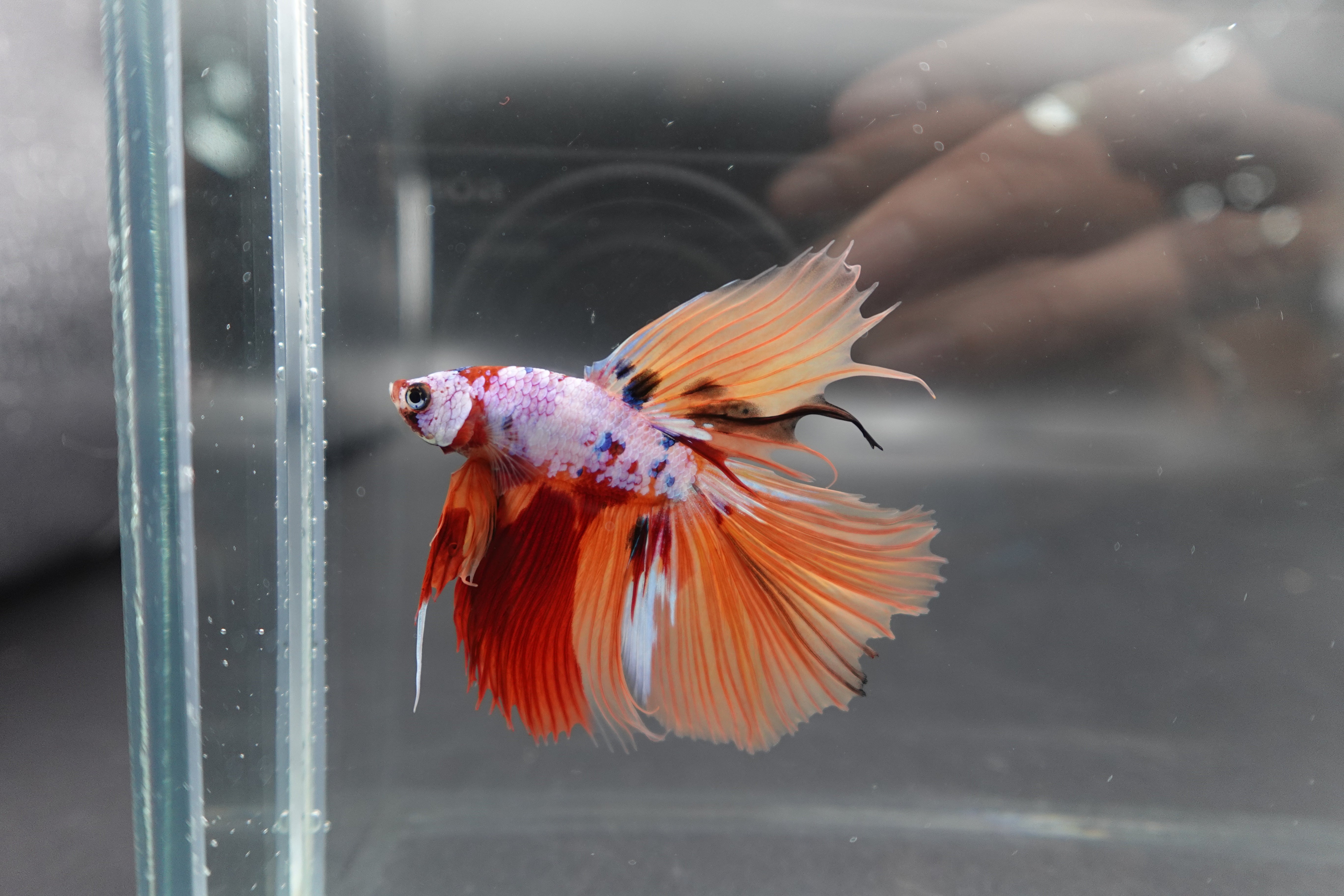 Rare Halfmoon Multicolors Betta Fish