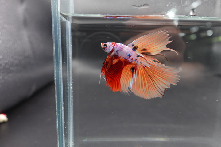 Rare Halfmoon Multicolors Betta Fish