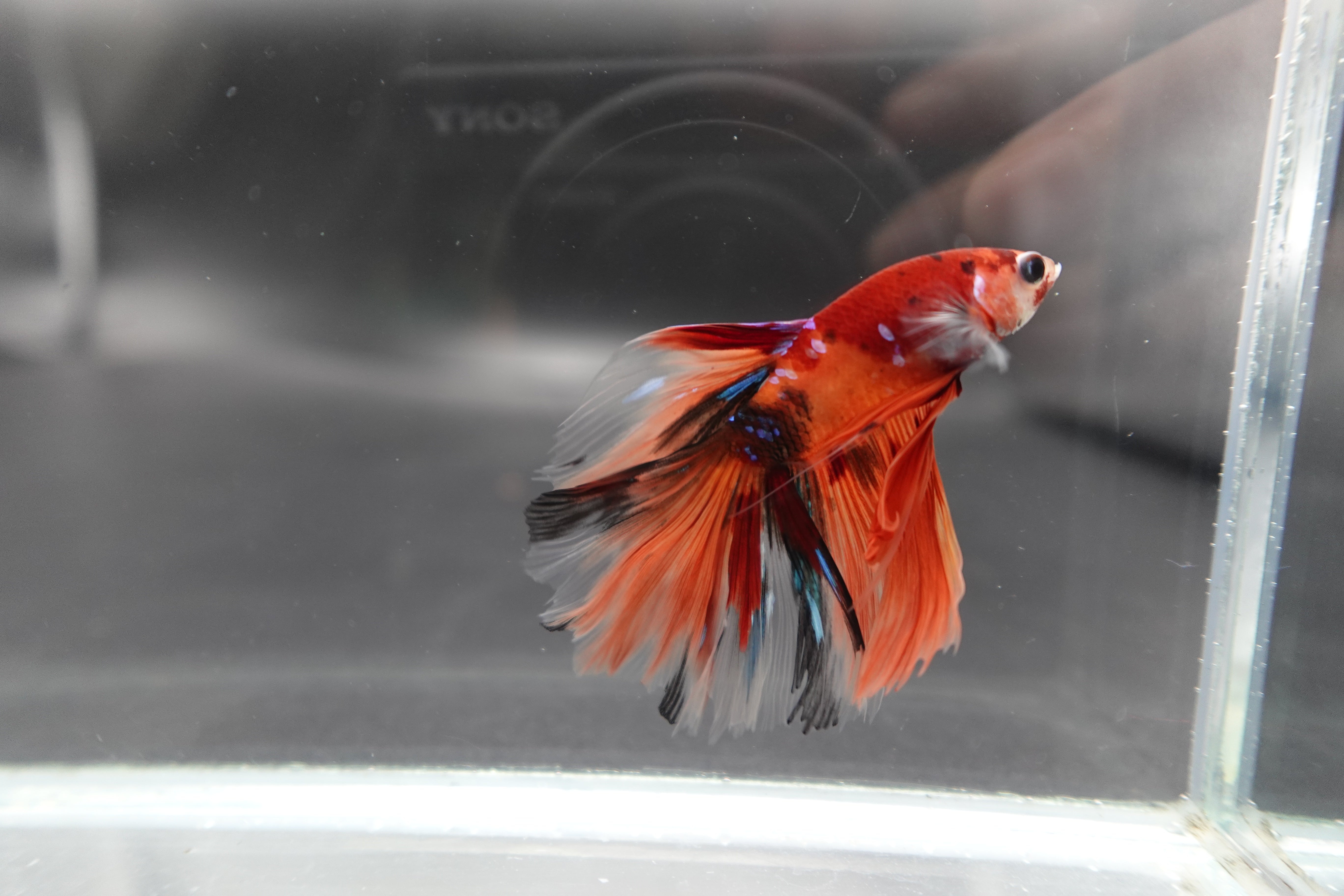 Rare Halfmoon Multicolors Betta Fish