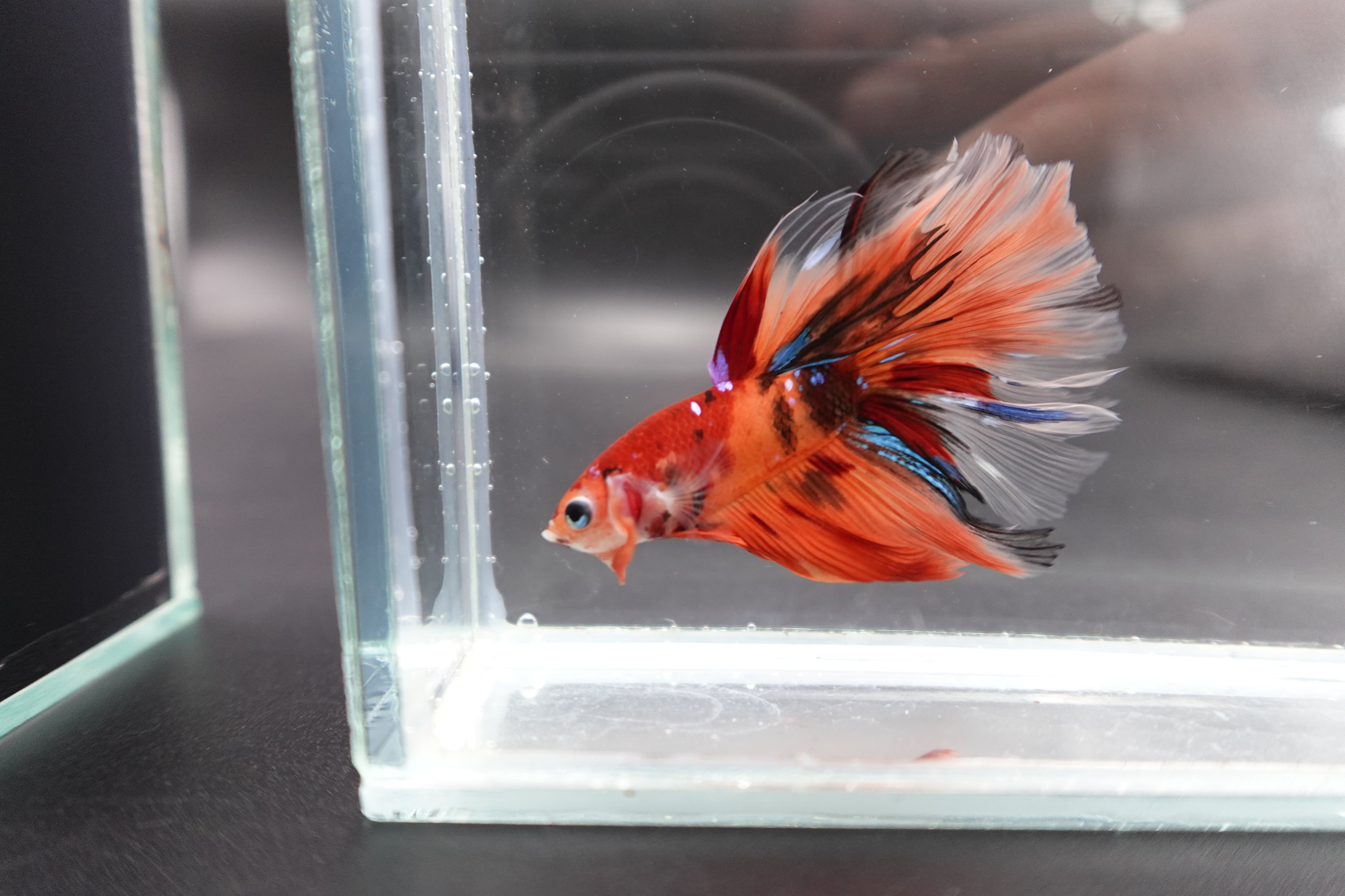 Rare Halfmoon Multicolors Betta Fish