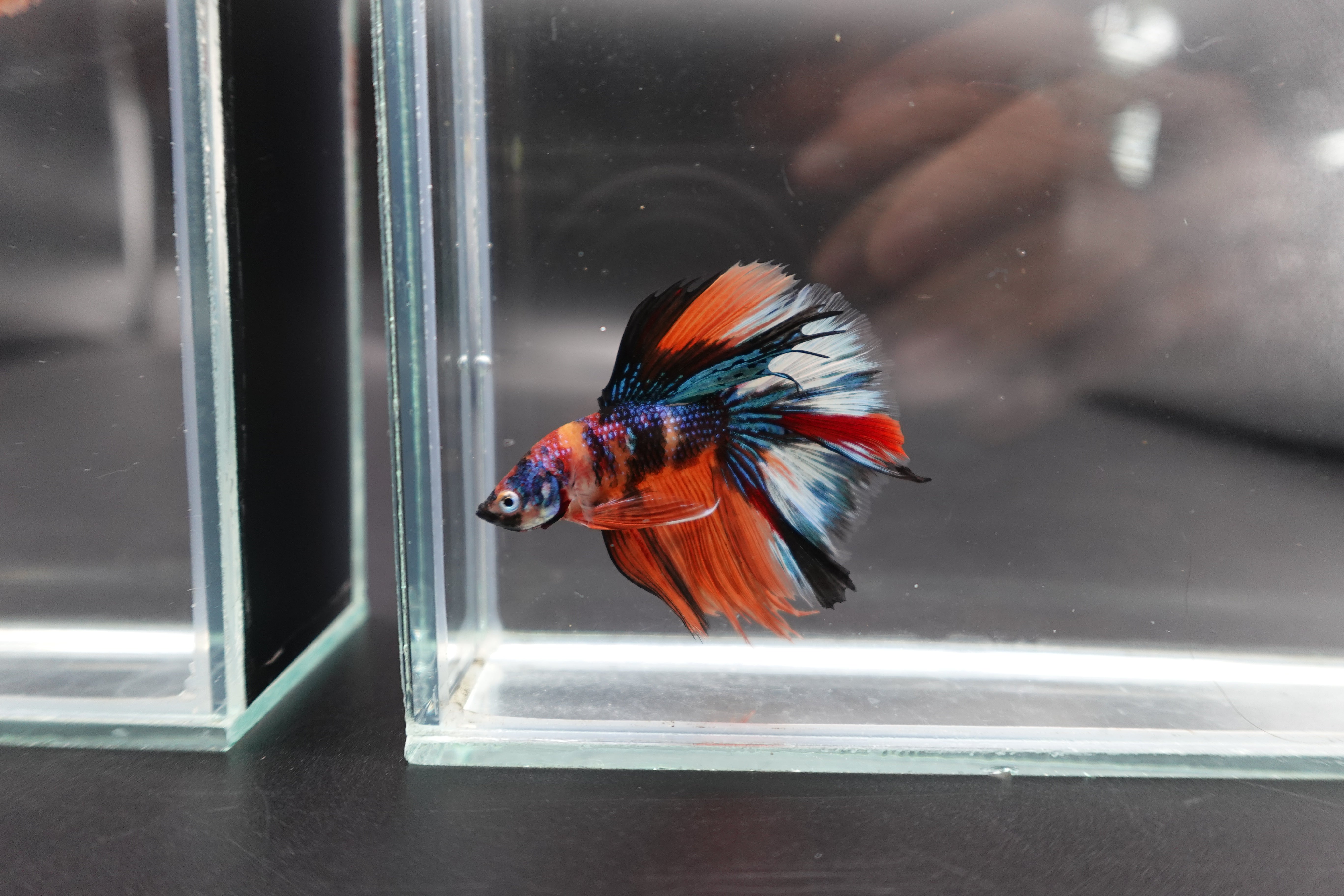 Rare Halfmoon Multicolors Betta Fish