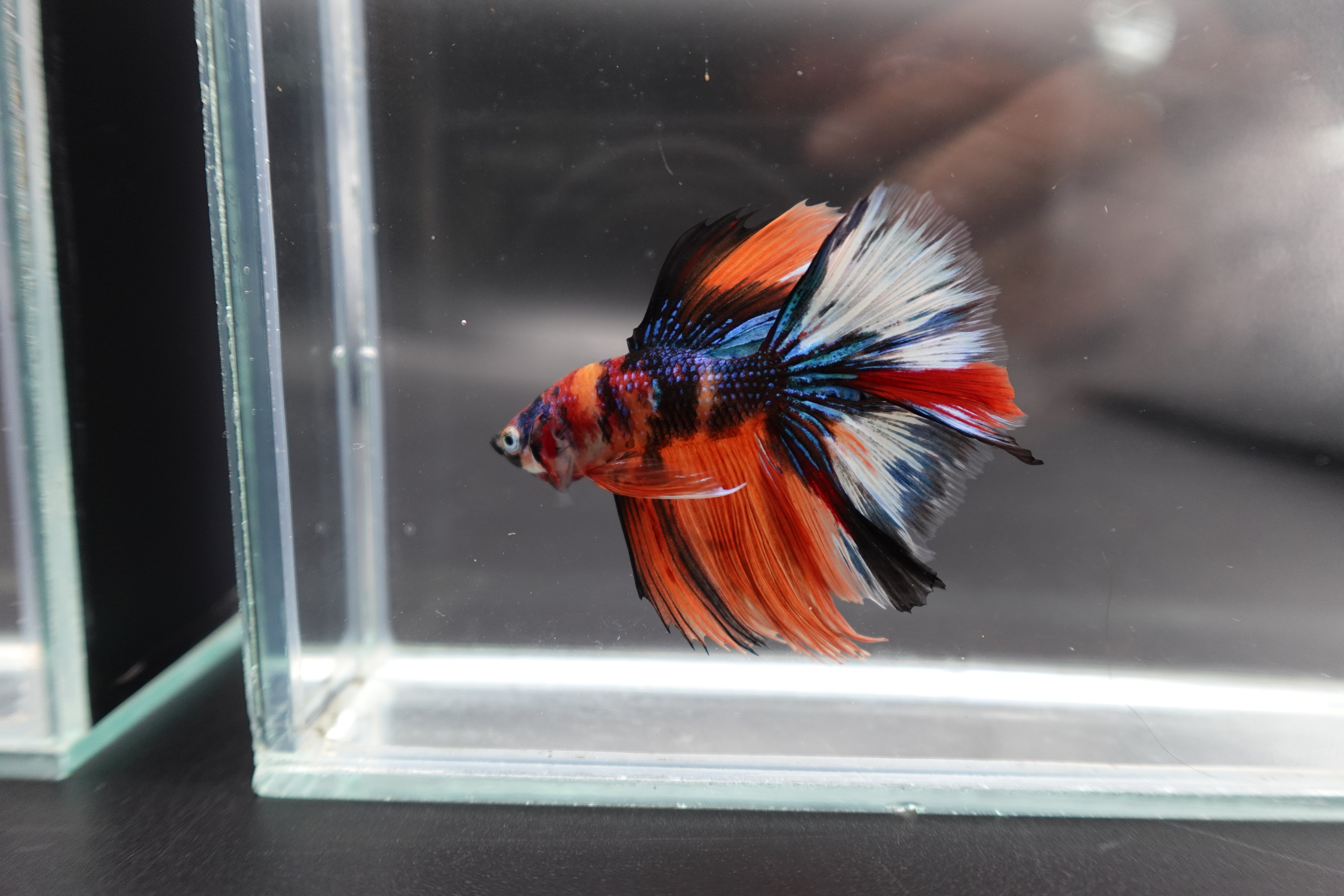 Rare Halfmoon Multicolors Betta Fish