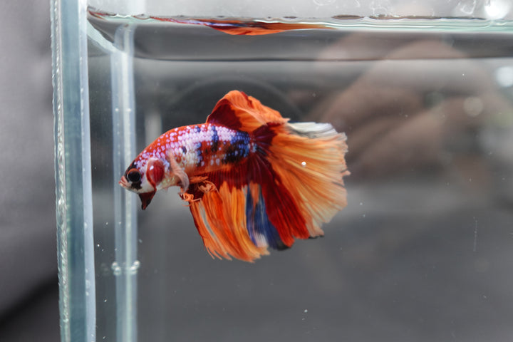 Rare Halfmoon Multicolors Betta Fish