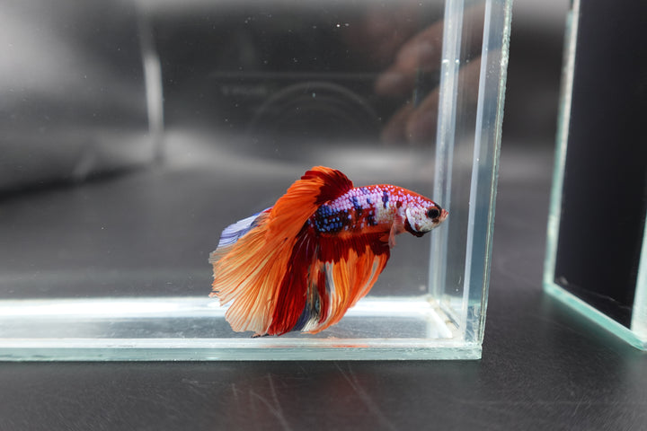 Rare Halfmoon Multicolors Betta Fish