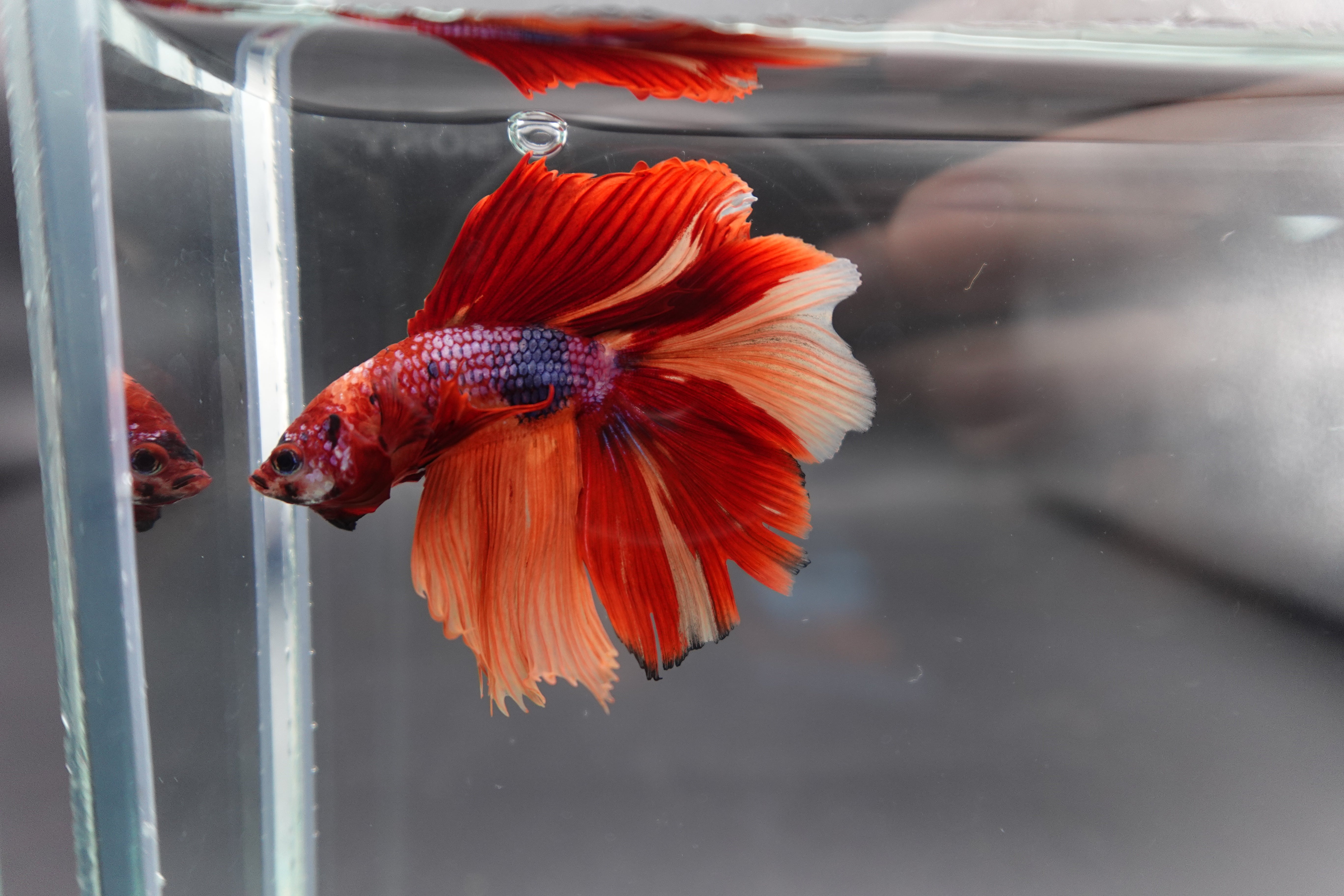 Rare Halfmoon Multicolors Betta Fish