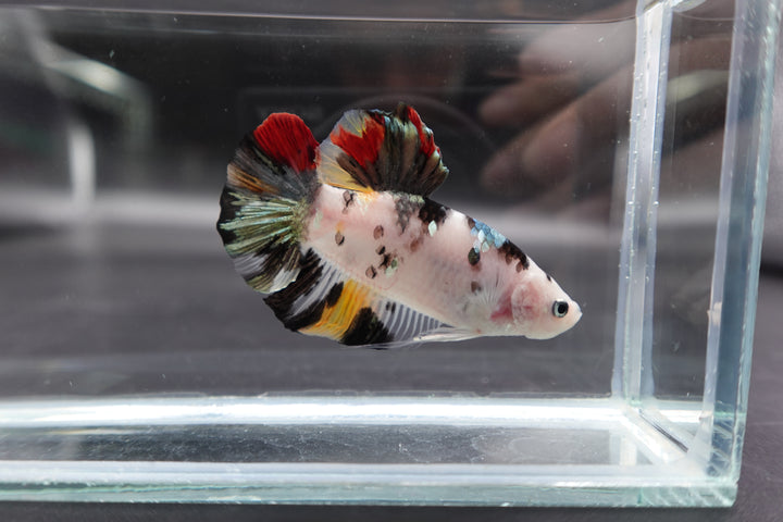 Competition Giant Multicolors Betta Fish