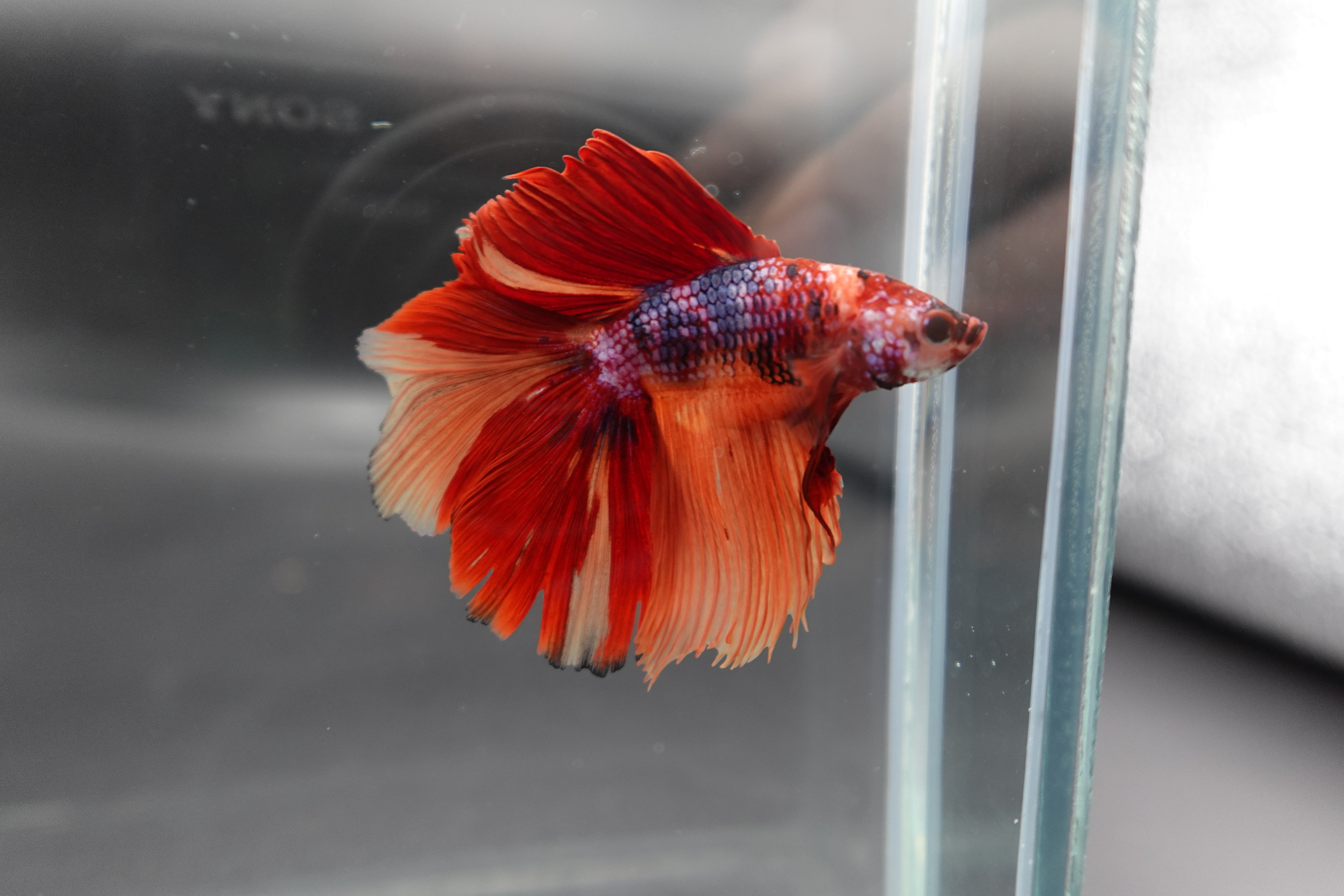 Rare Halfmoon Multicolors Betta Fish