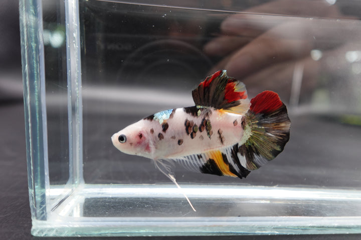 Competition Giant Multicolors Betta Fish