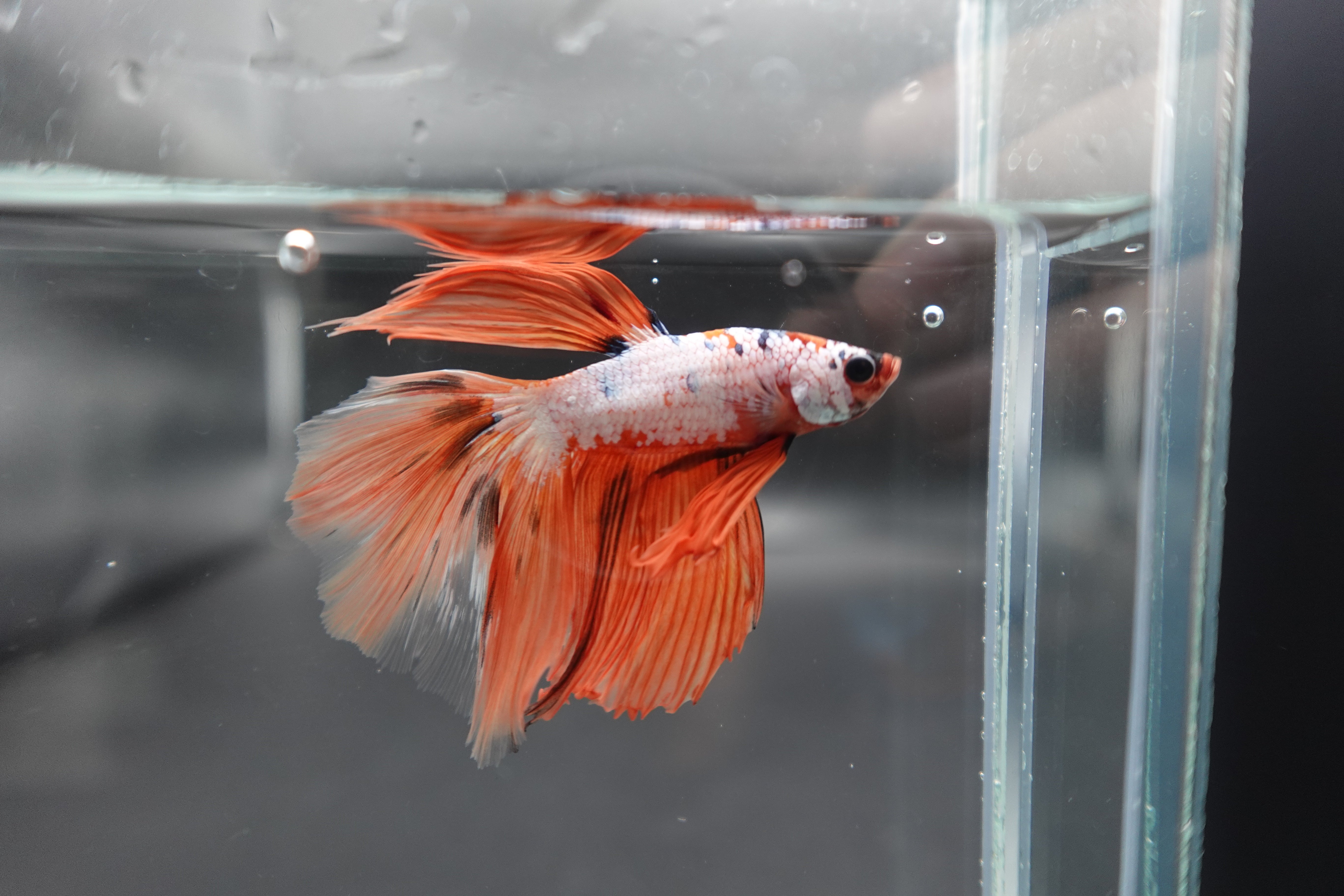 Rare Halfmoon Multicolors Betta Fish