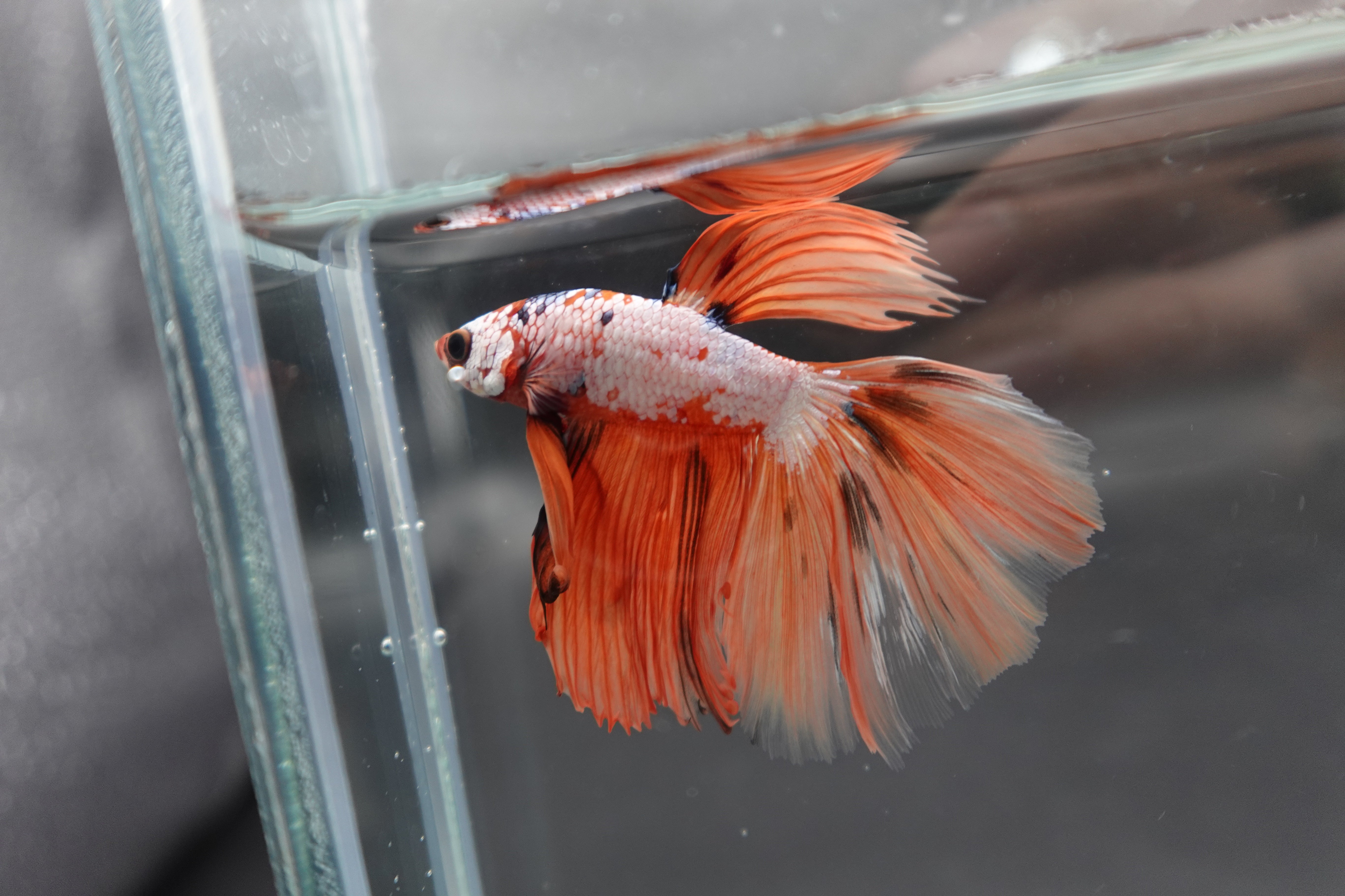 Rare Halfmoon Multicolors Betta Fish