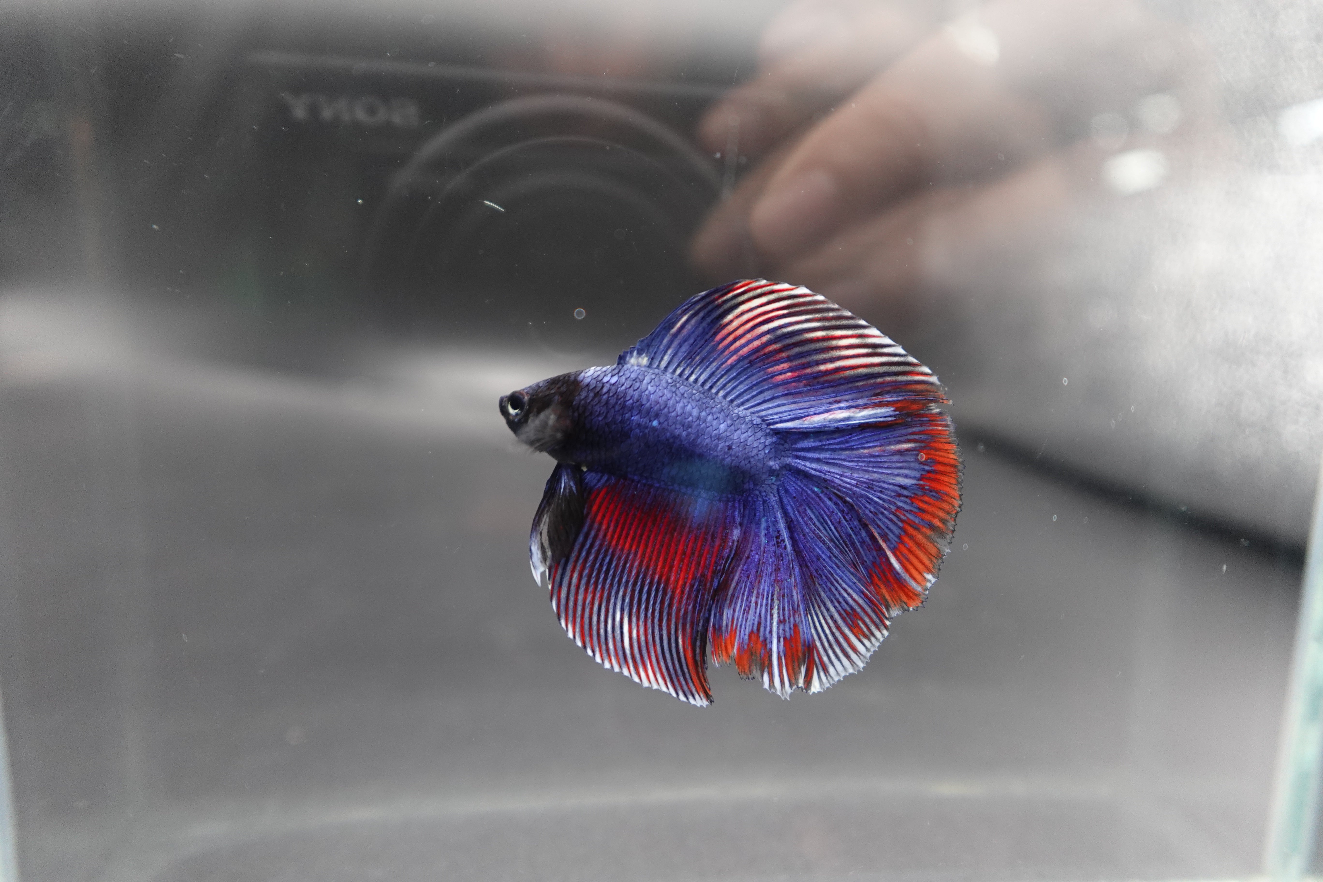 Rare Fullmoon Blue Devil Betta Fish