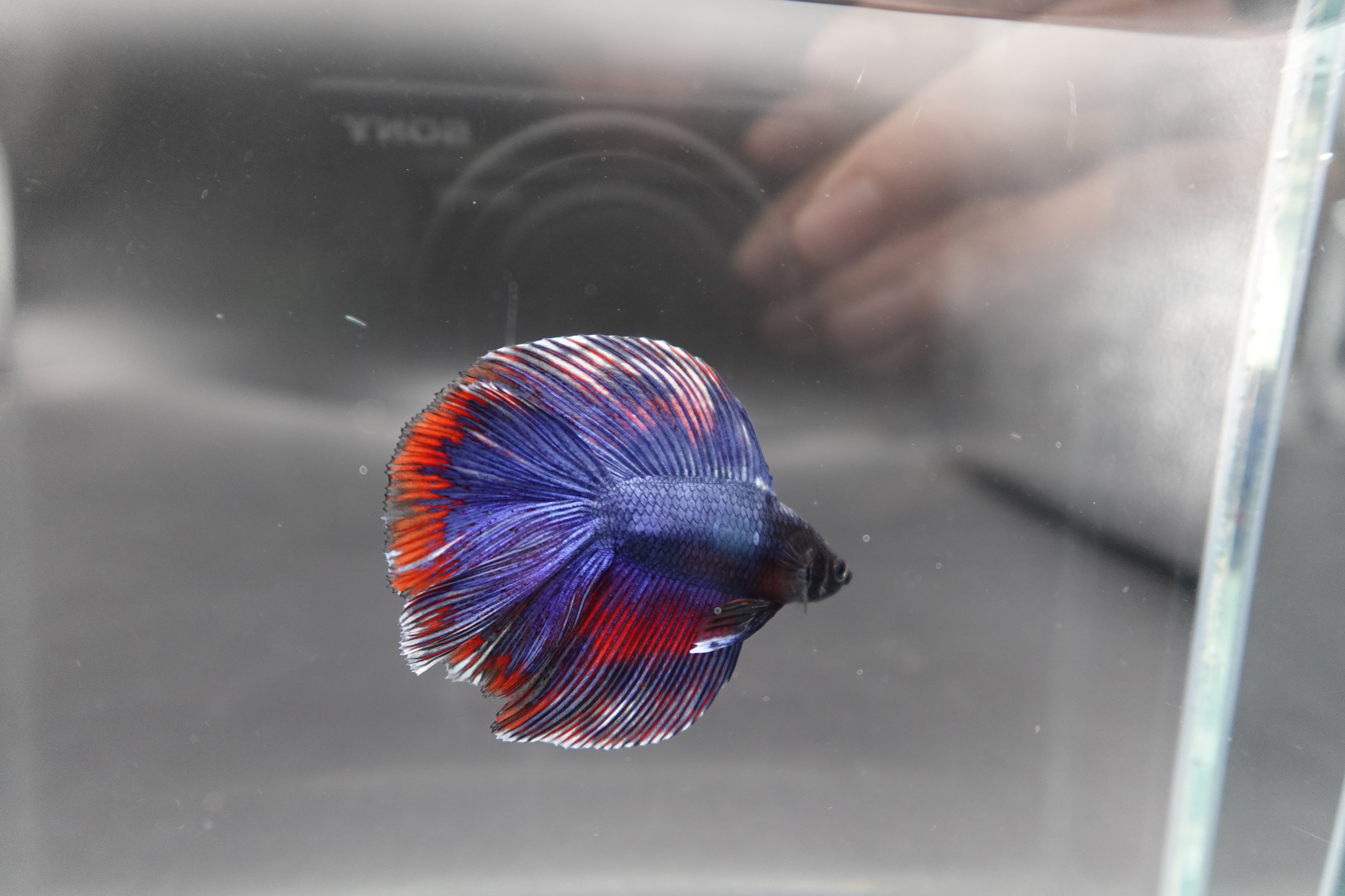 Rare Fullmoon Blue Devil Betta Fish