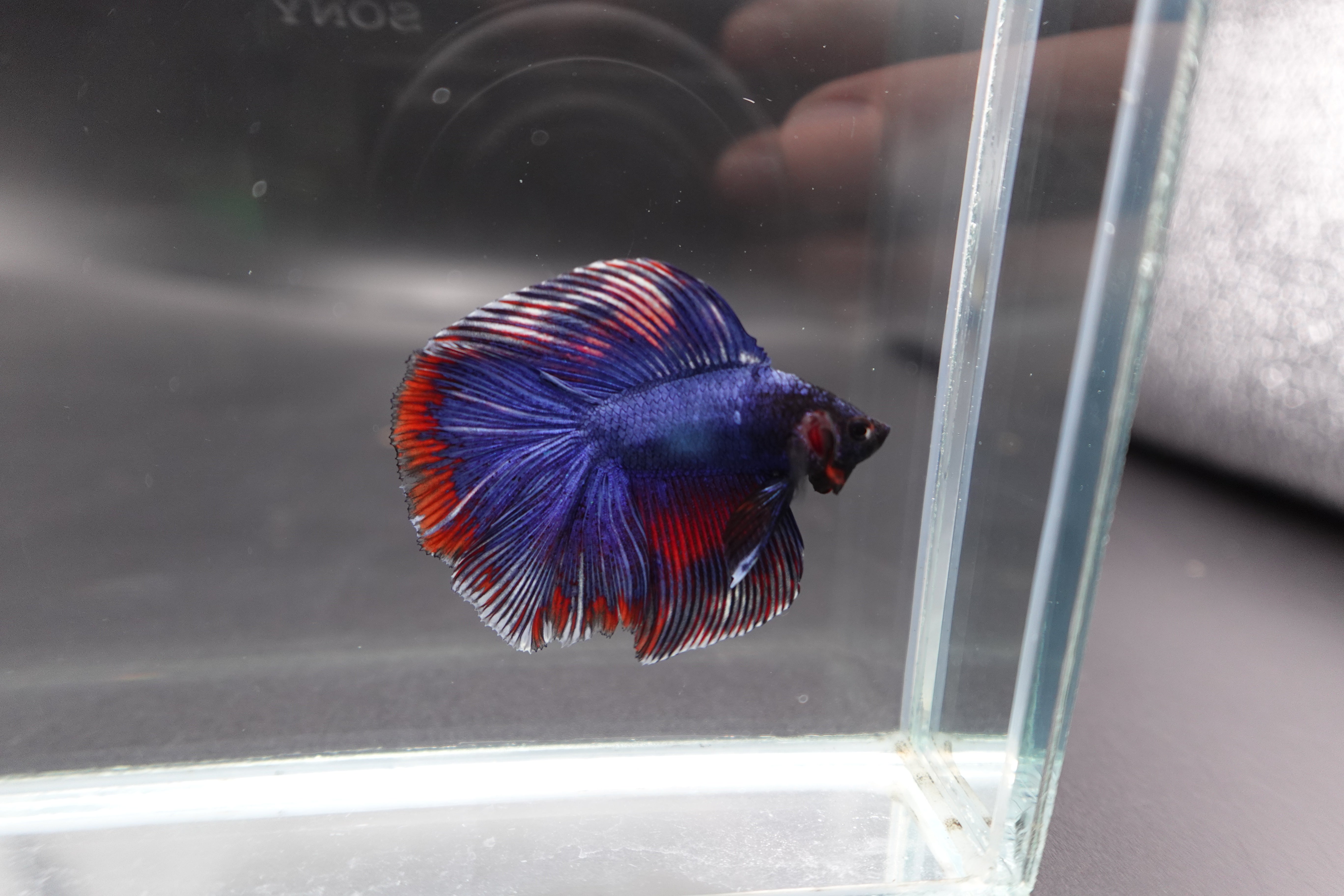 Rare Fullmoon Blue Devil Betta Fish