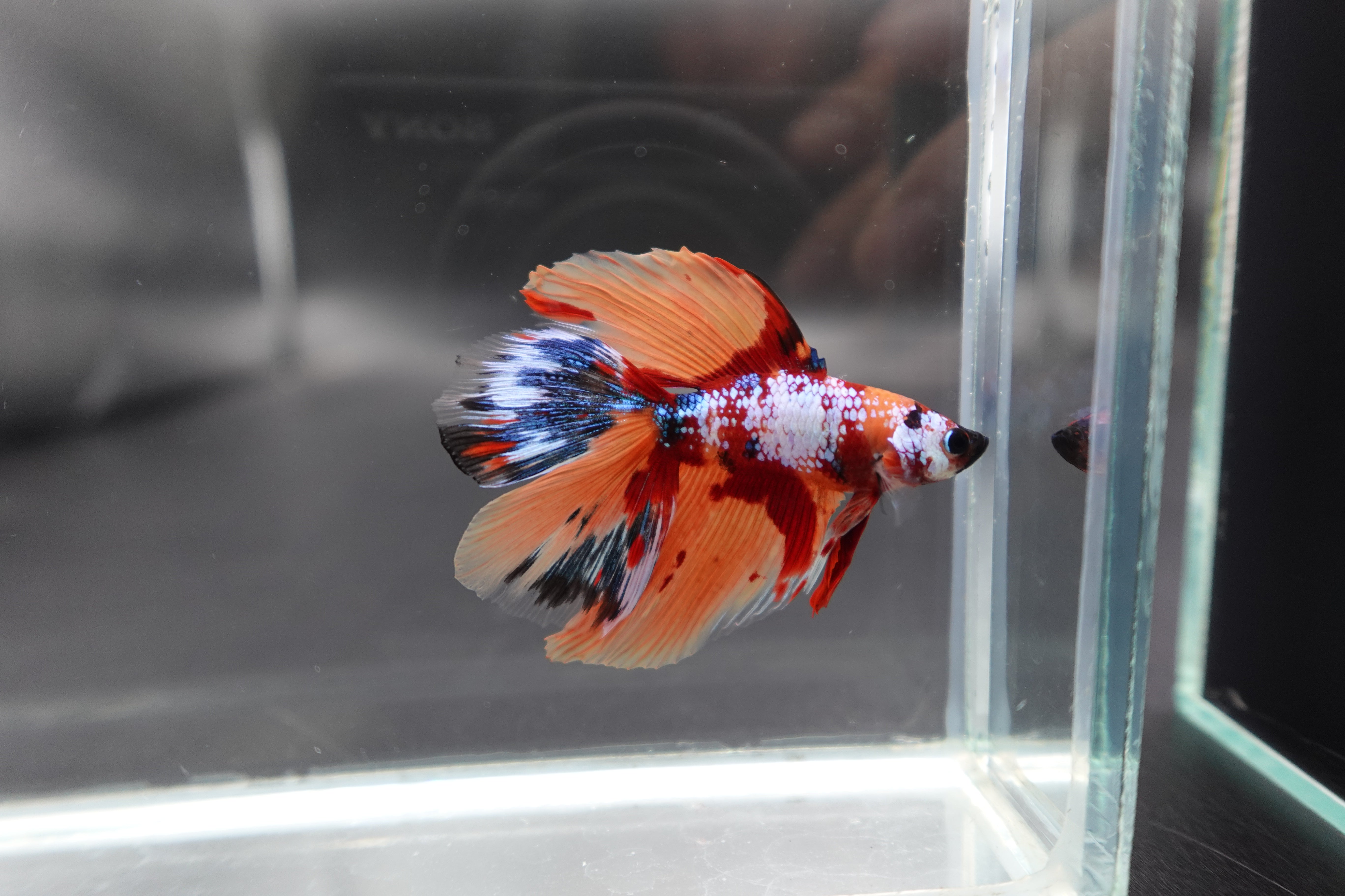 Rare Fullmoon Multicolors Betta Fish