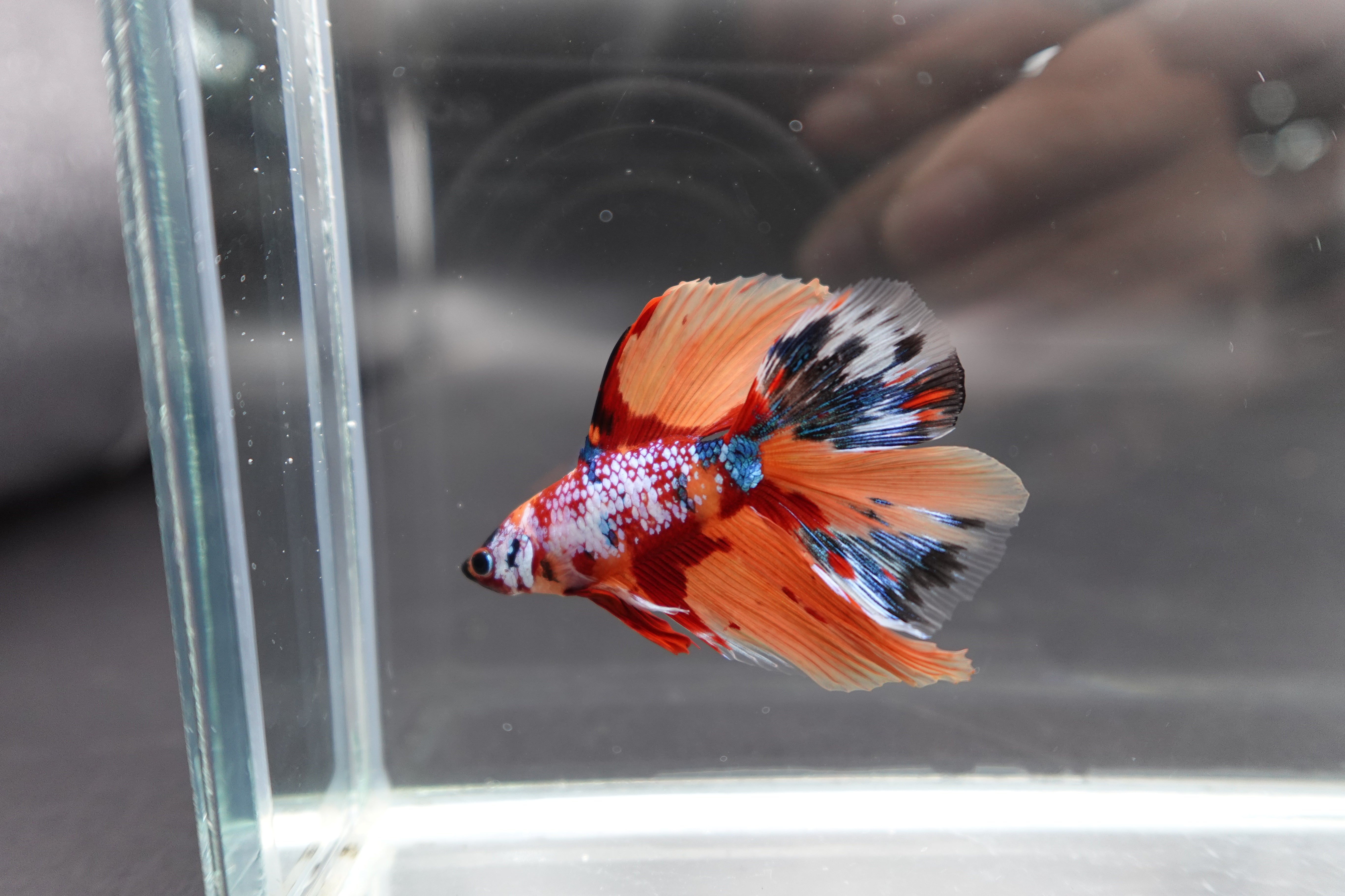 Rare Fullmoon Multicolors Betta Fish