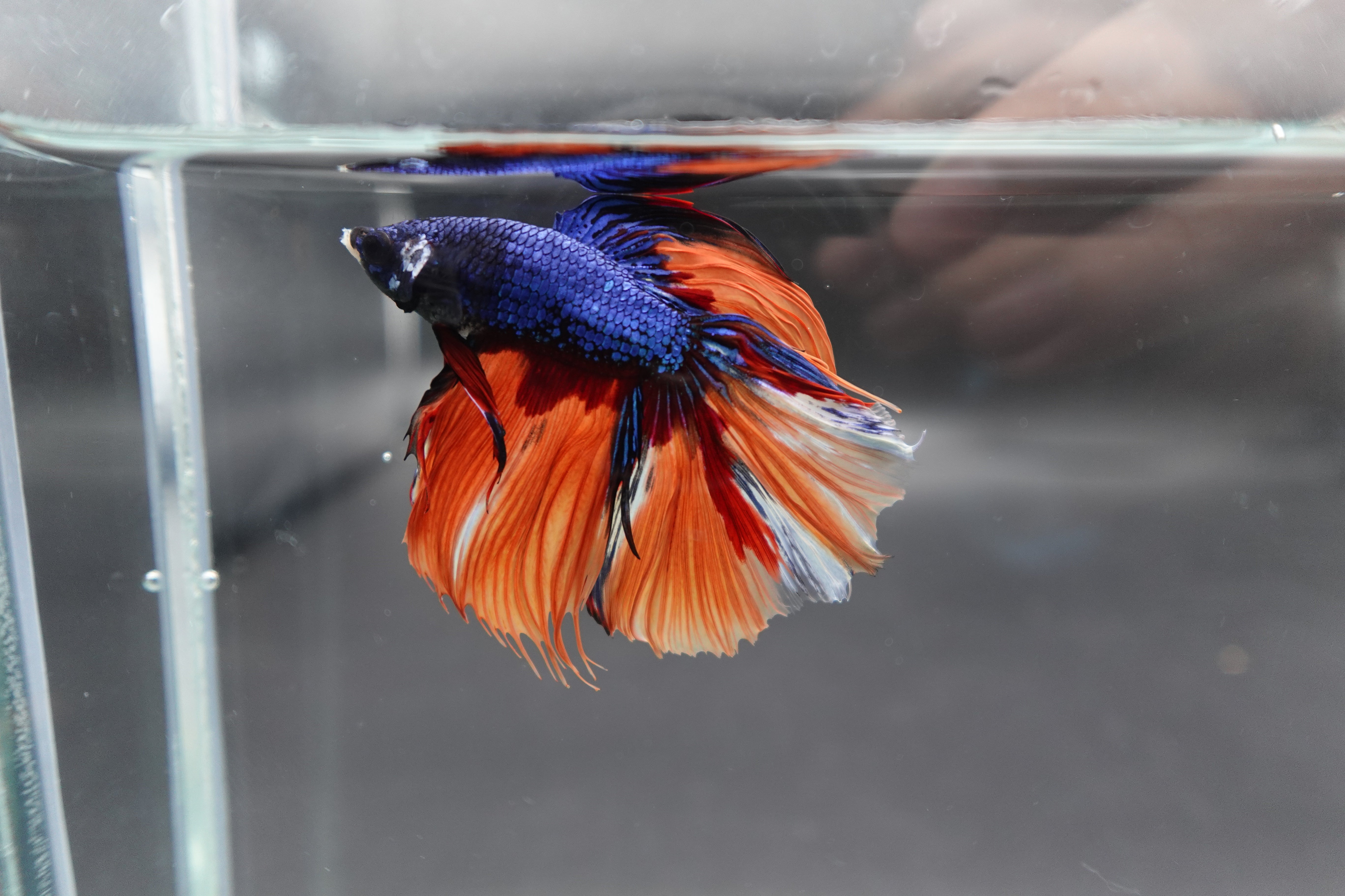 Rare Halfmoon Multicolors Betta Fish