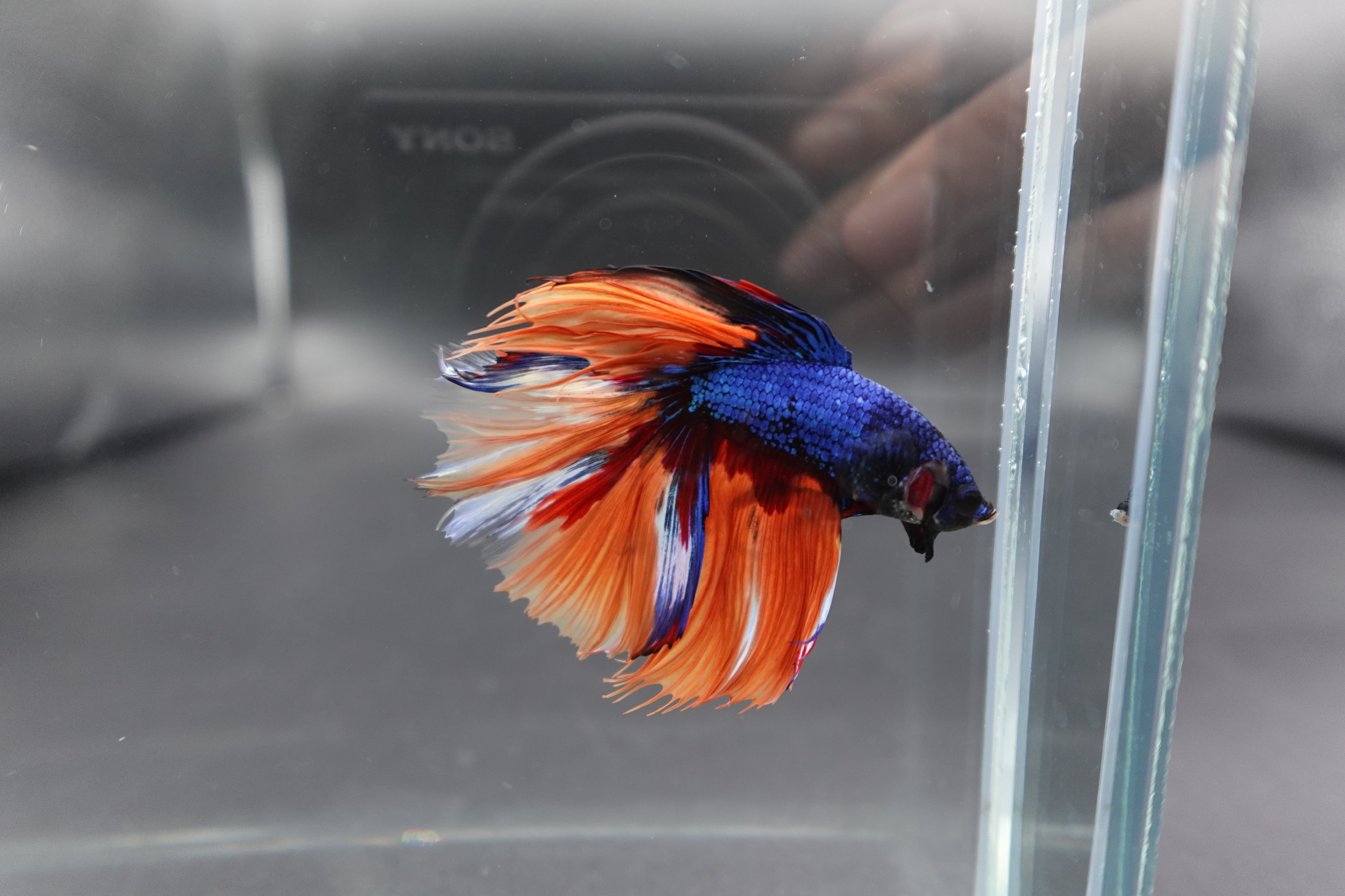 Rare Halfmoon Multicolors Betta Fish