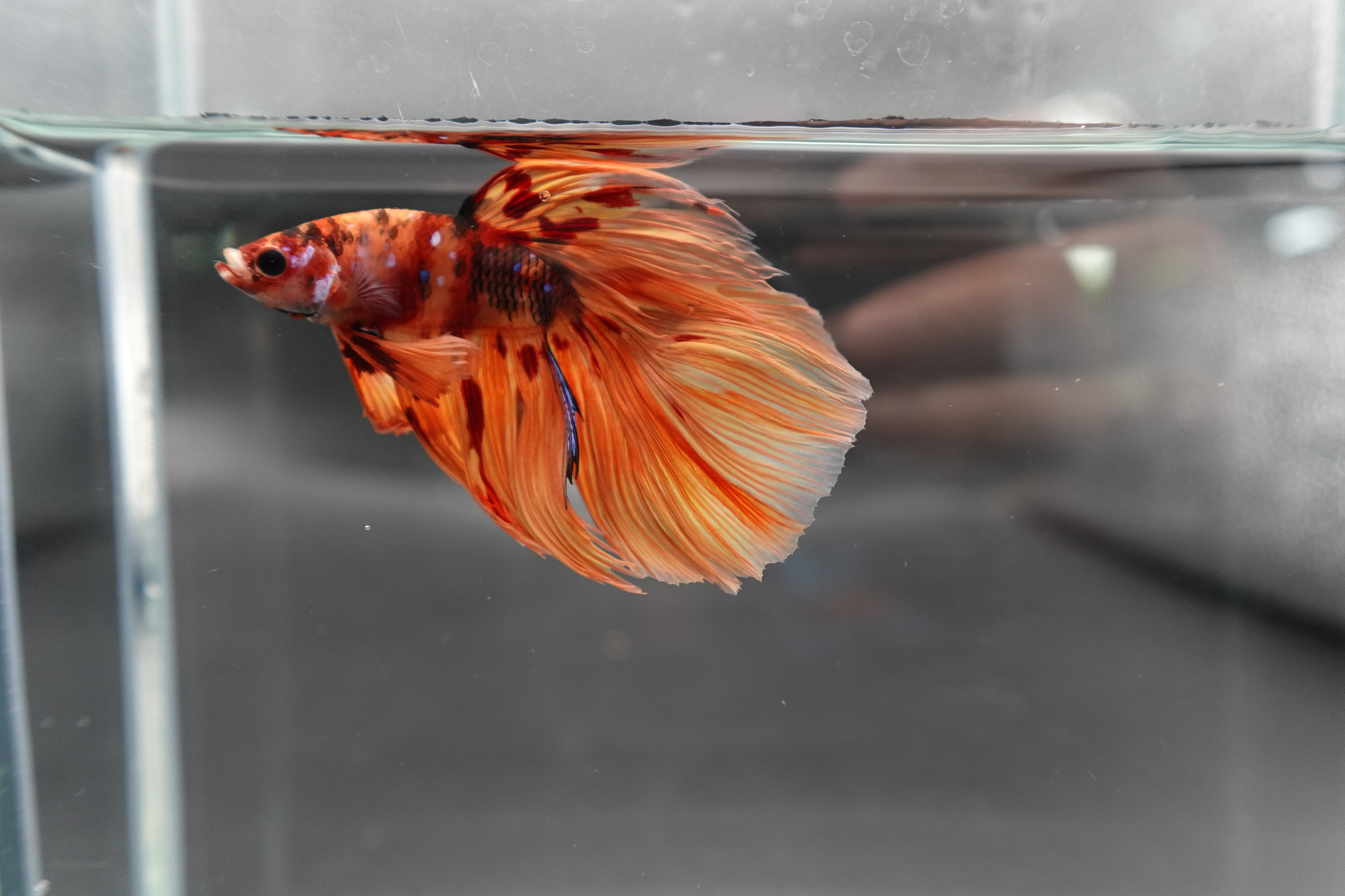 Rare Halfmoon Multicolors Betta Fish