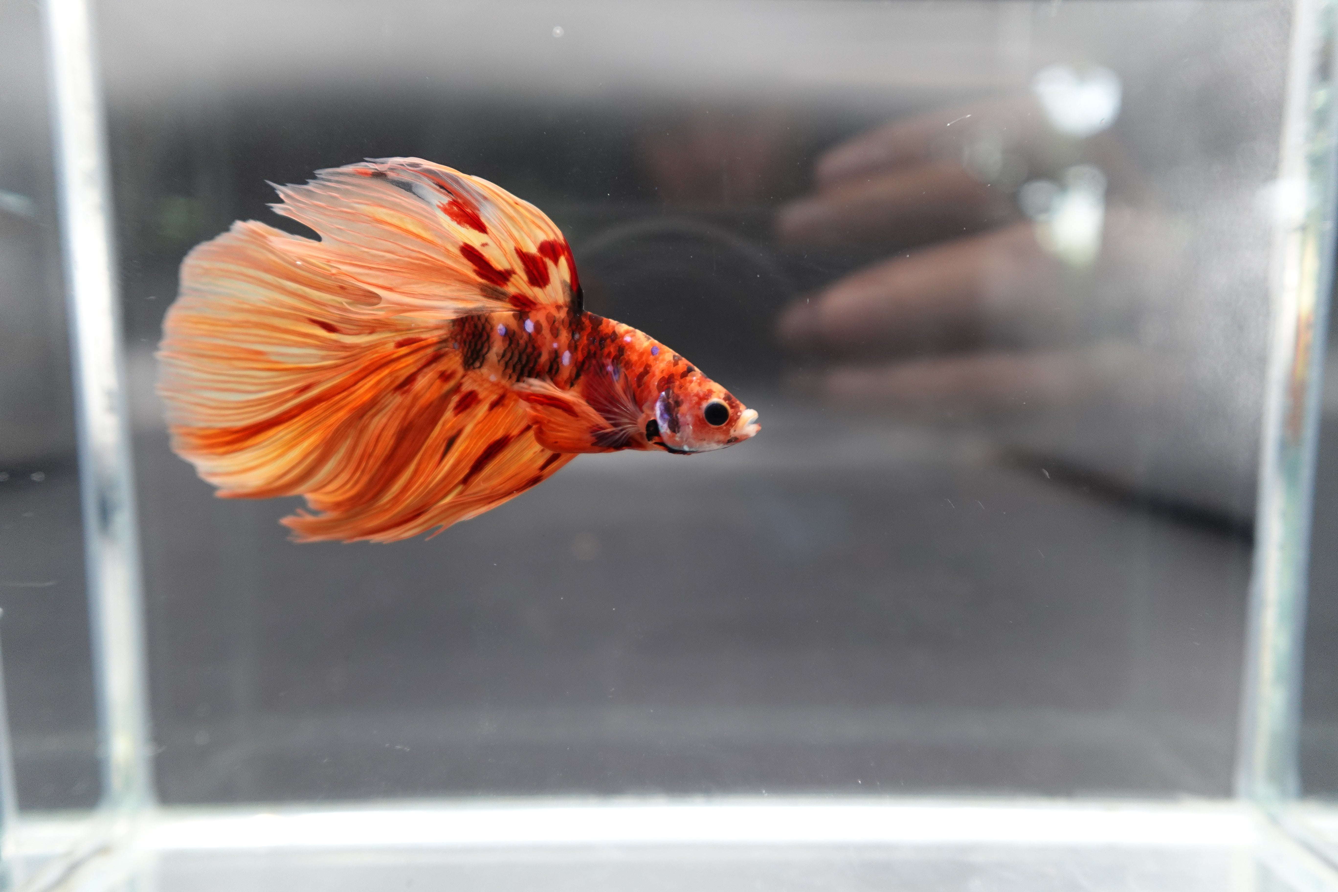 Rare Halfmoon Multicolors Betta Fish