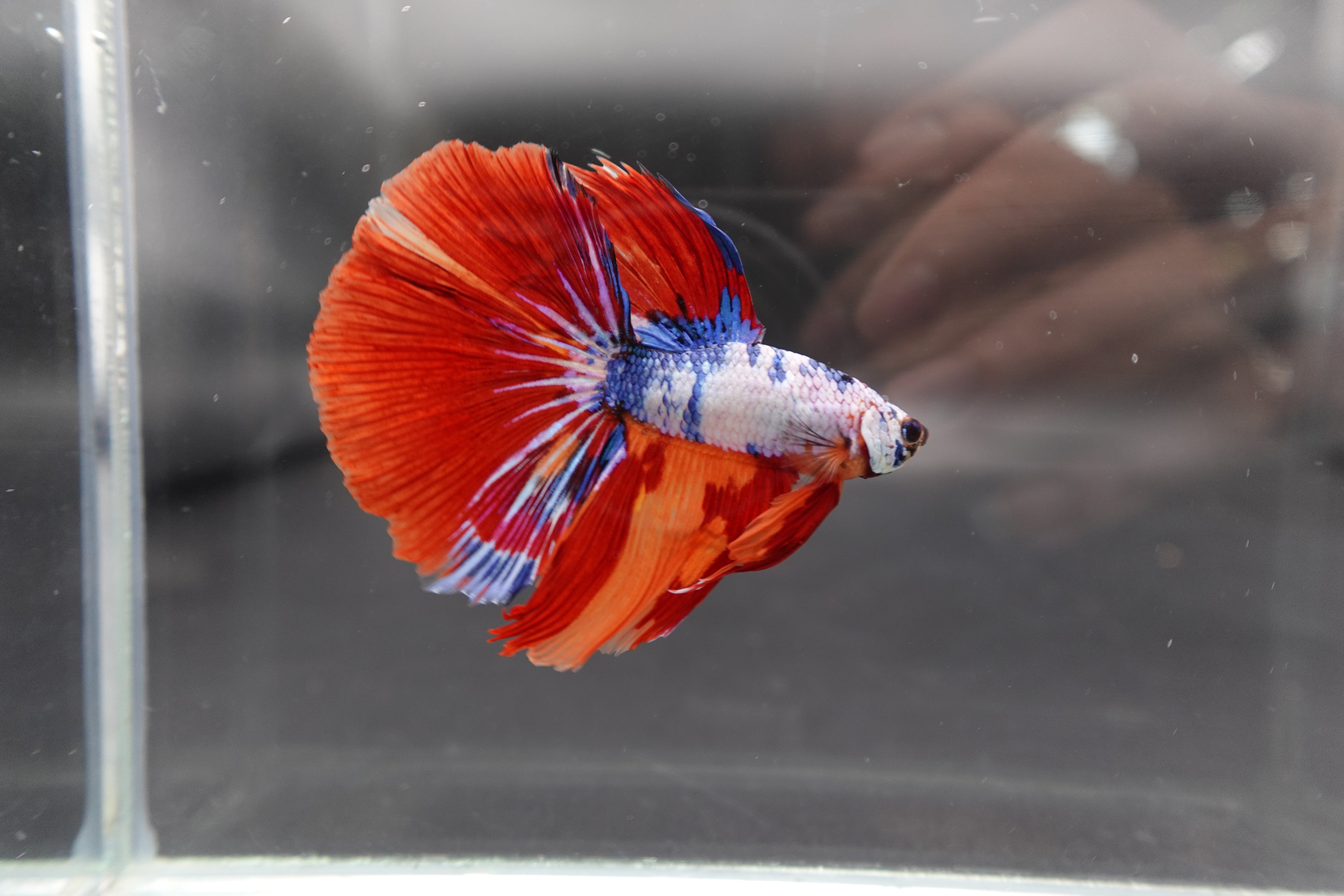 Rare Halfmoon Multicolors Betta Fish