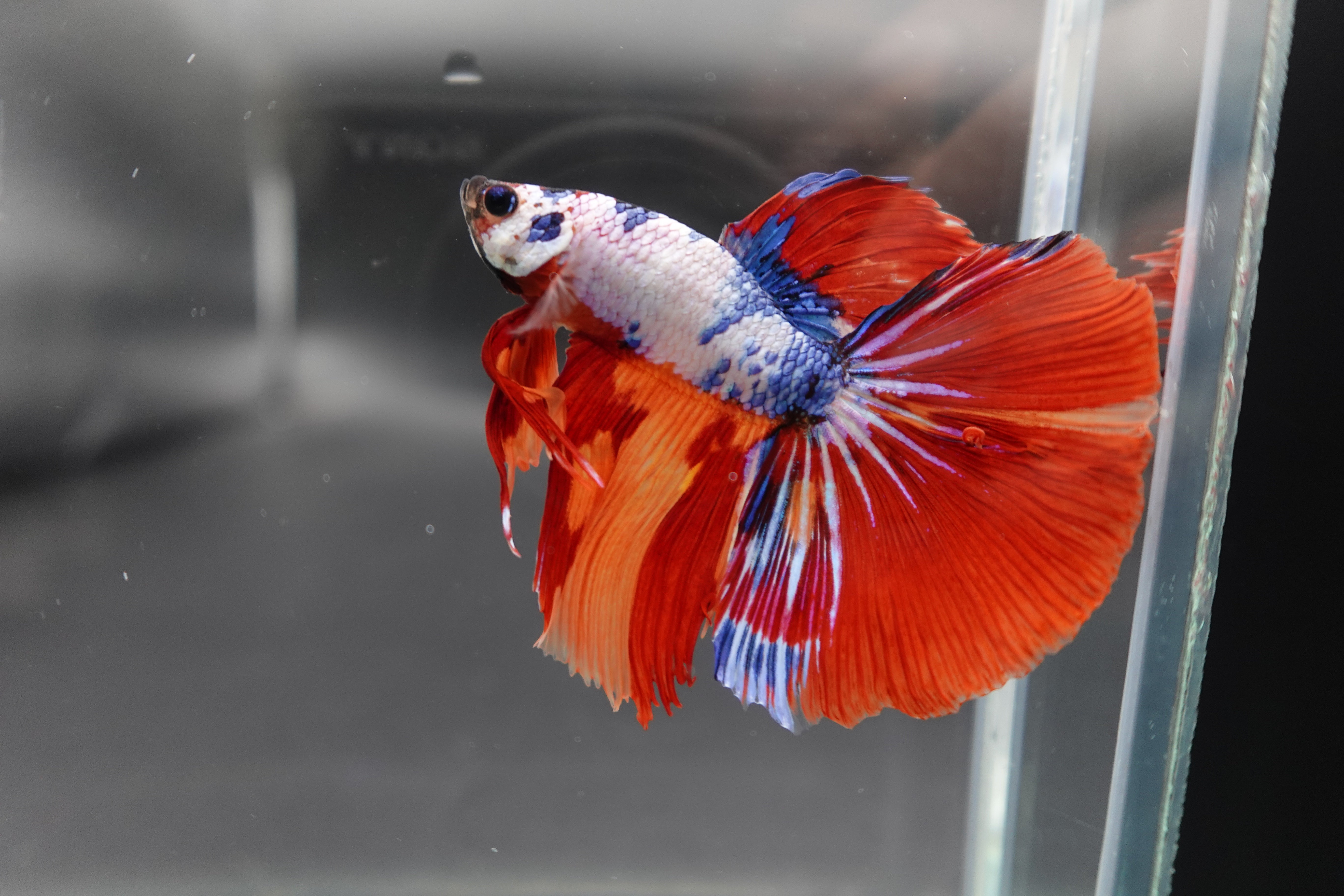 Rare Halfmoon Multicolors Betta Fish