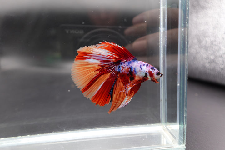 Rare Halfmoon Multicolors Betta Fish