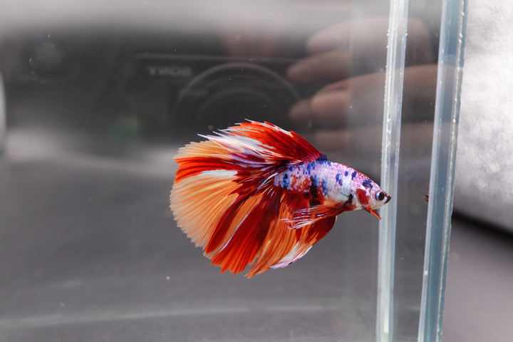 Rare Halfmoon Multicolors Betta Fish