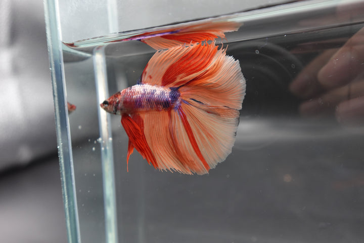 Rare Fullmoon Multicolors Betta Fish