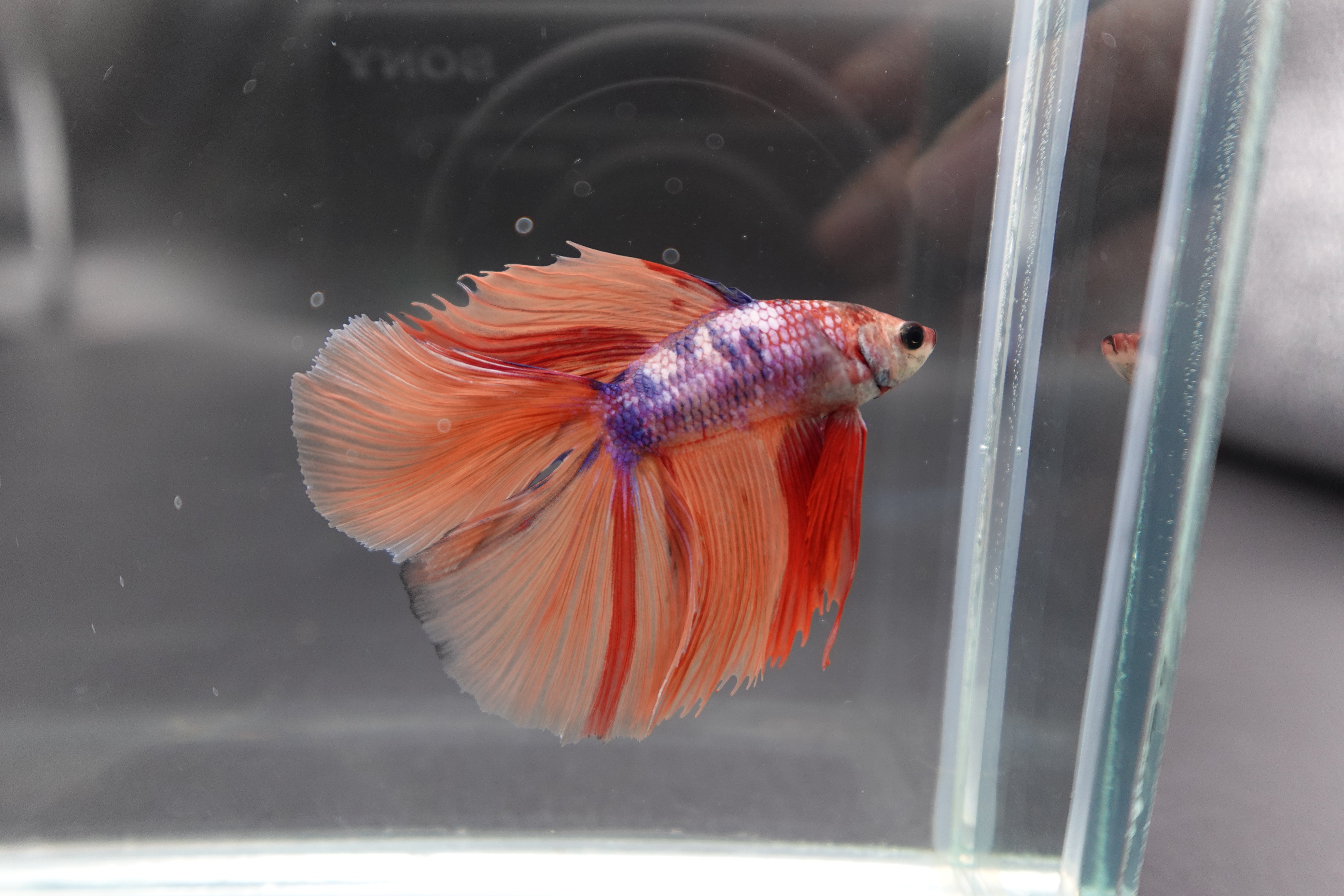 Rare Fullmoon Multicolors Betta Fish