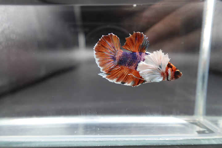 Rare Dumbo Koi Multicolors Betta Fish